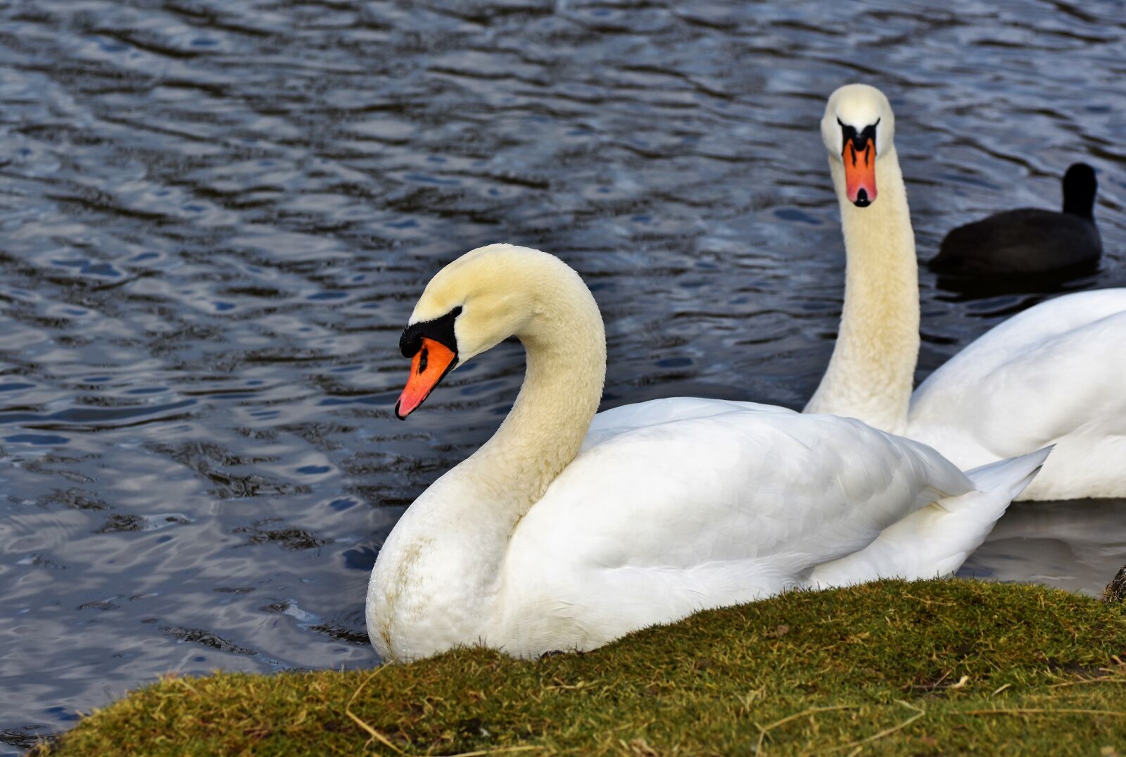 Nikon D7200 sample photo. Swan, water bird, schwimmvogel photography
