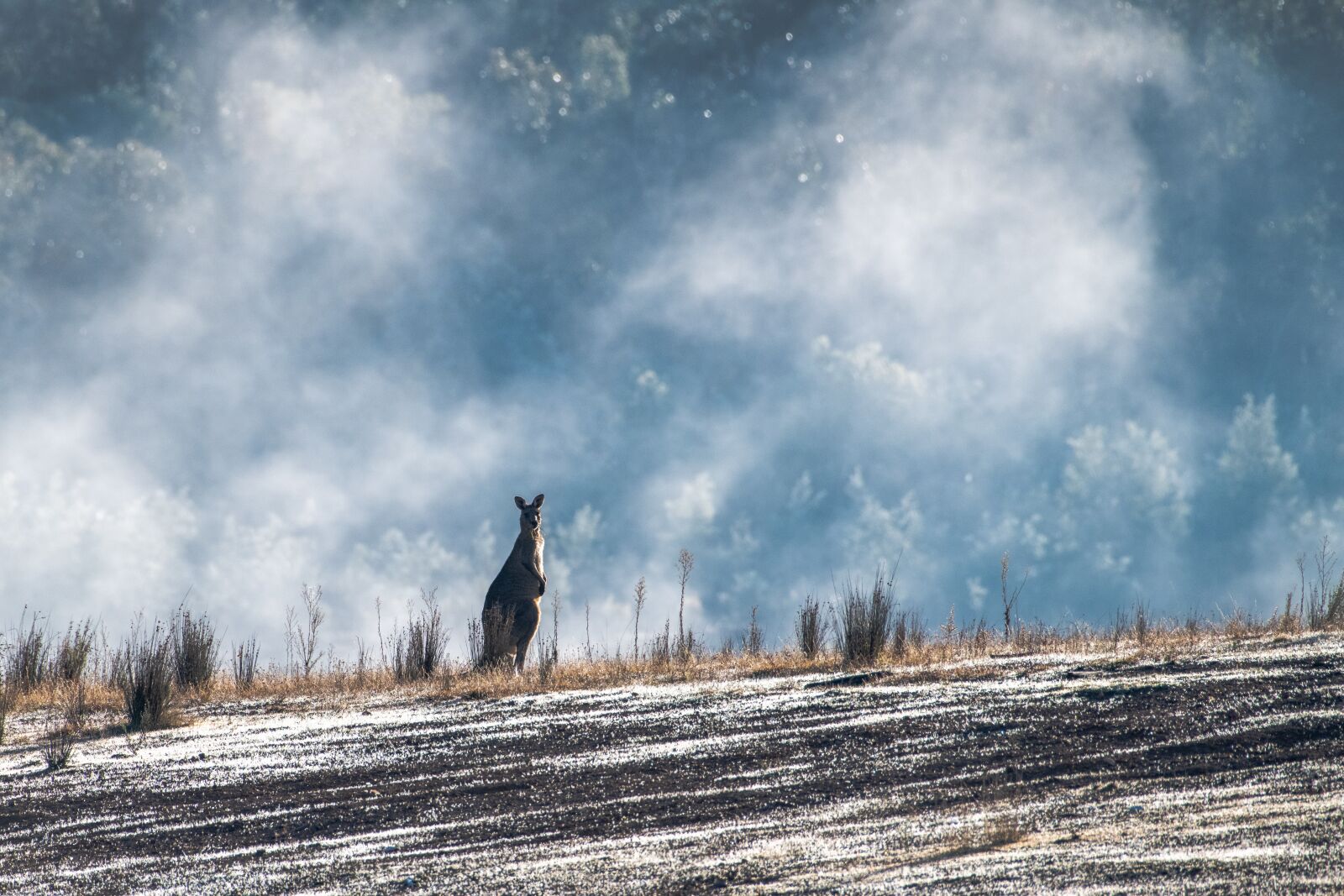 Nikon D850 sample photo. Eastern grey kangaroo, australian photography