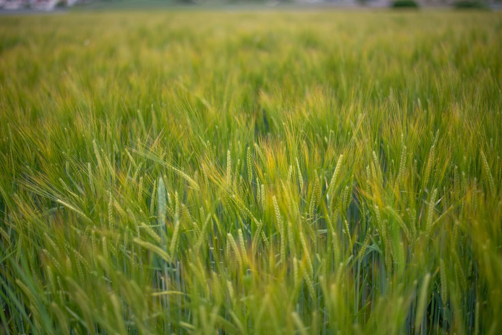 Nikon D750 sample photo. Field, cereals, agriculture photography