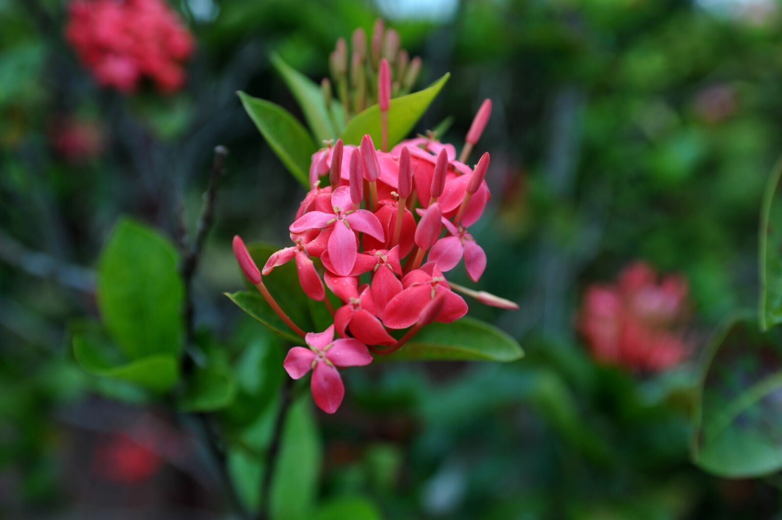 Nikon D700 sample photo. Flower, nature, floral photography