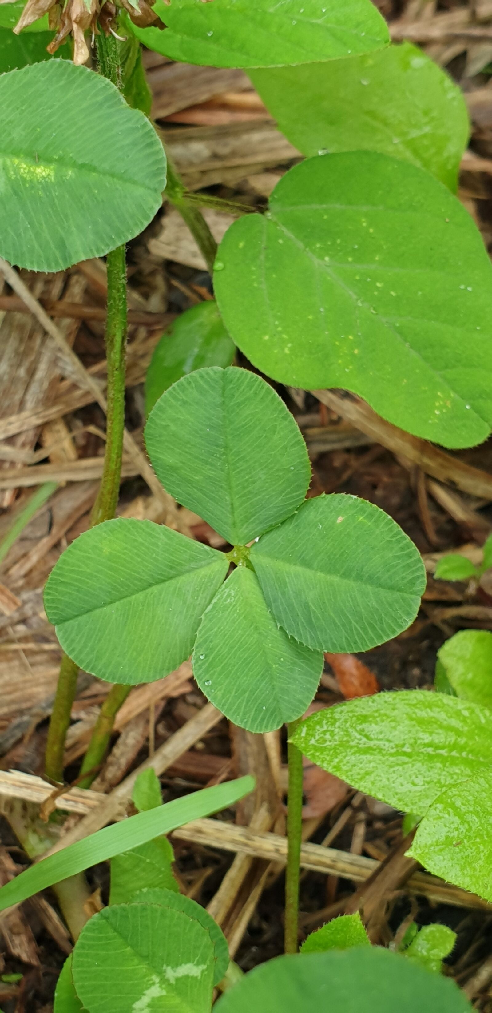 Samsung Galaxy Note9 sample photo. Four leaf clover, lucky photography