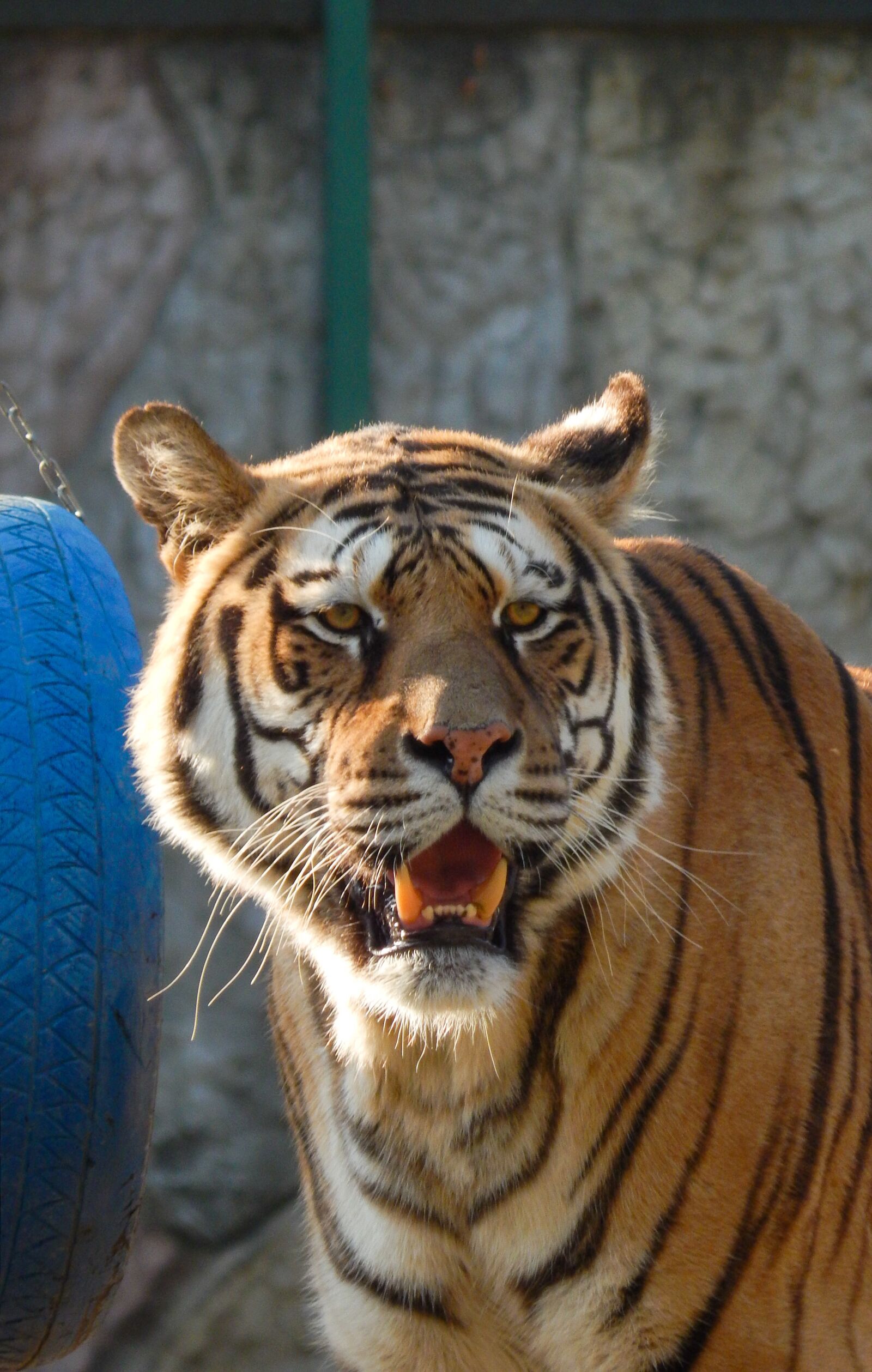 Nikon Coolpix L820 sample photo. Tiger, animals, the head photography