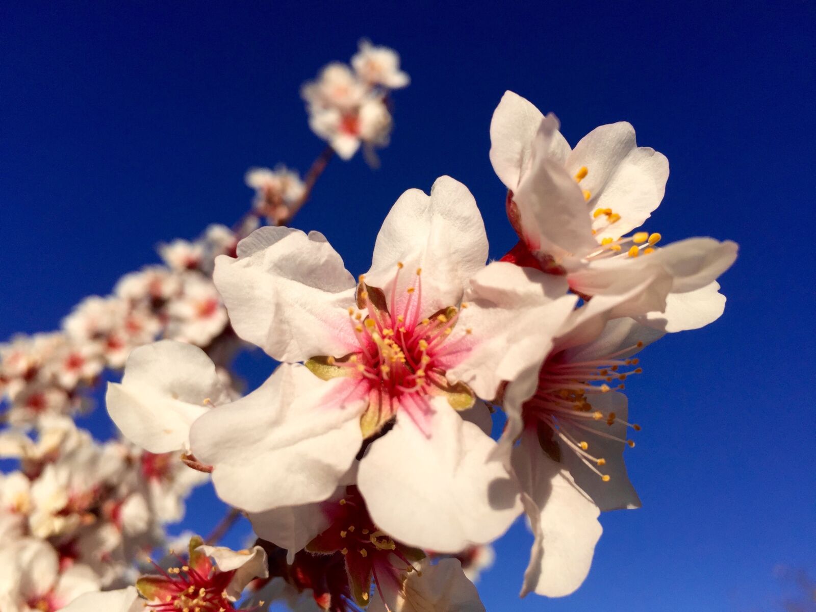 iPhone 6 back camera 4.15mm f/2.2 sample photo. Gran canaria, flowers, nature photography