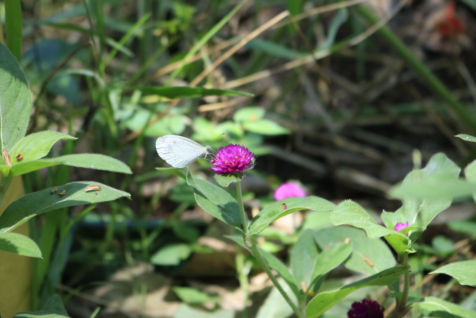 Canon EOS 750D (EOS Rebel T6i / EOS Kiss X8i) sample photo. Butterfly, flower, edelfalter photography