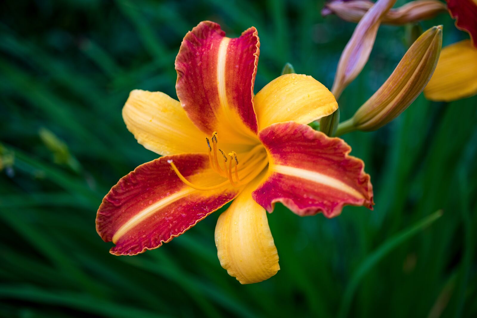 Canon EOS 80D sample photo. Flower, day-lily, petals photography