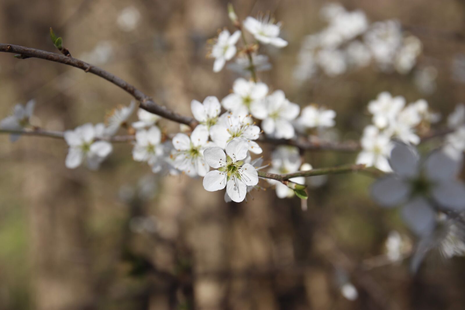 Canon EOS 77D (EOS 9000D / EOS 770D) sample photo. Spring, flower, nature photography