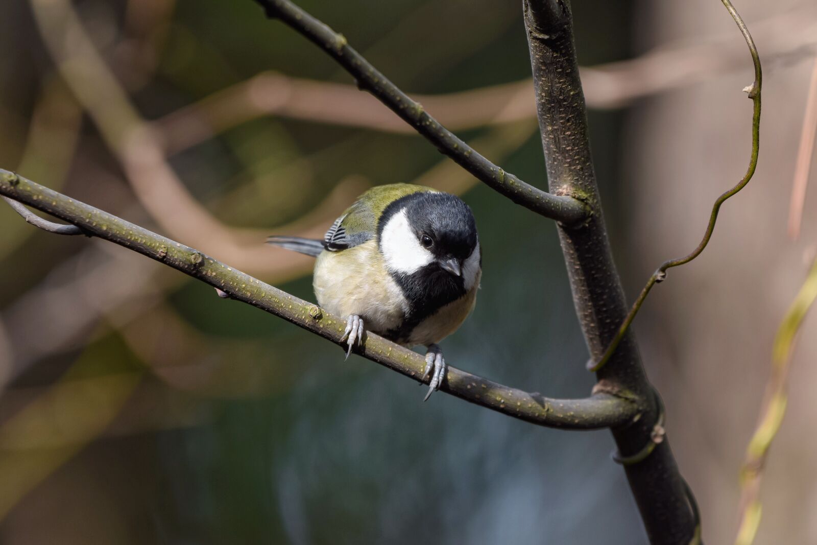 Nikon D7200 sample photo. Animal, forest, wood photography