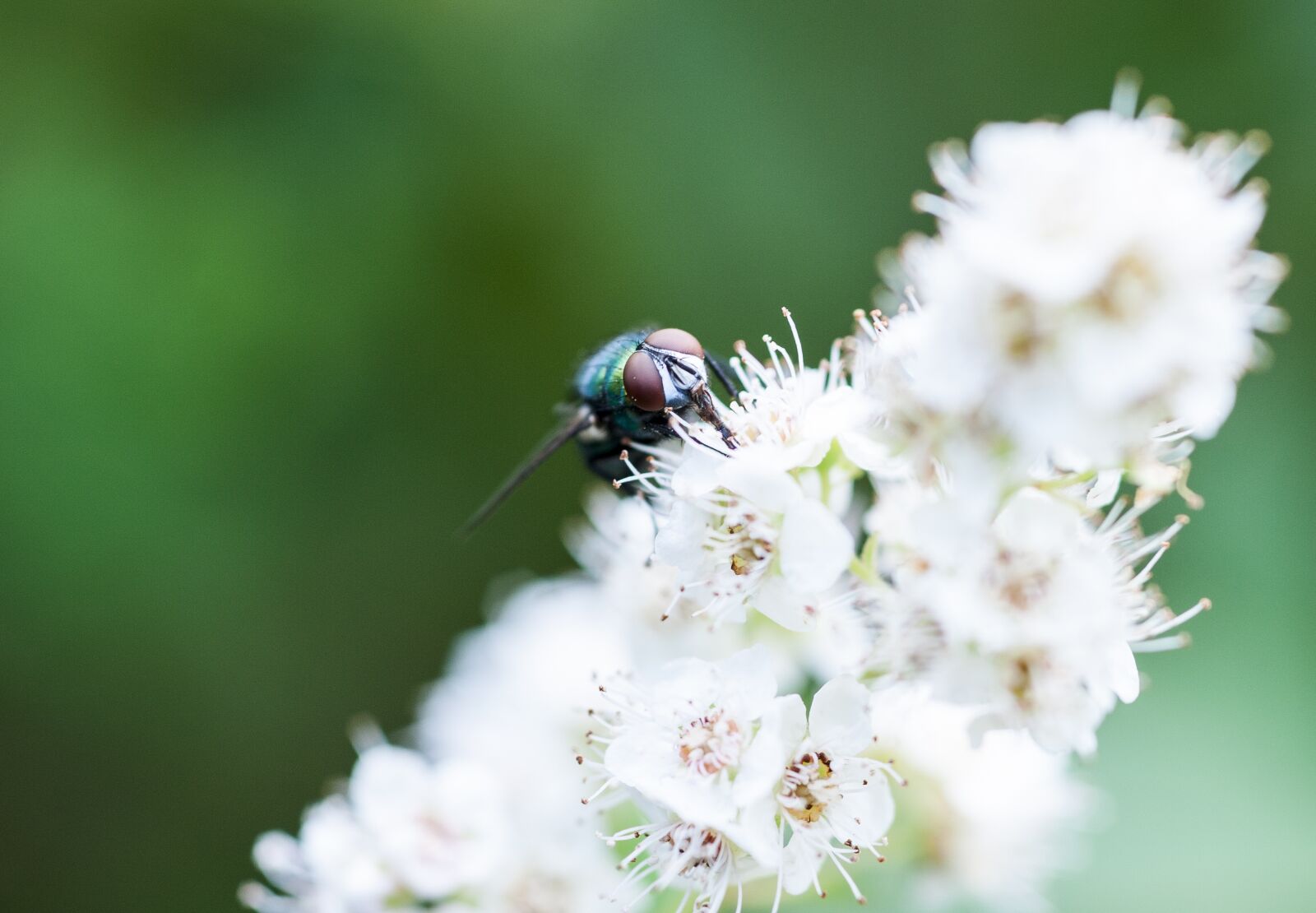 Nikon D700 sample photo. Macro, fly, flower photography