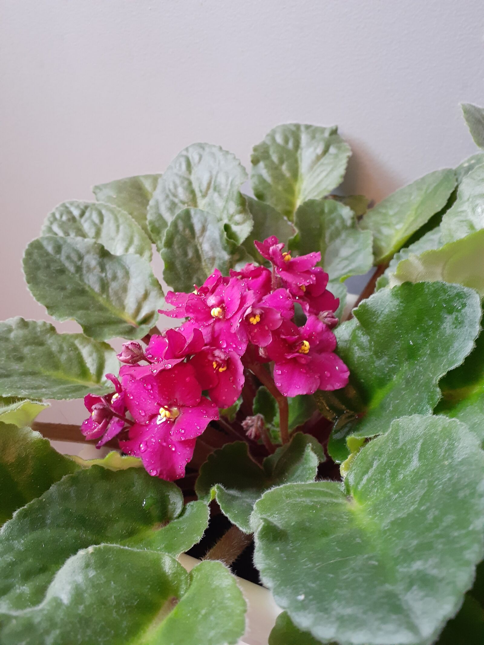 Samsung Galaxy A20 sample photo. African violet, houseplant, plant photography