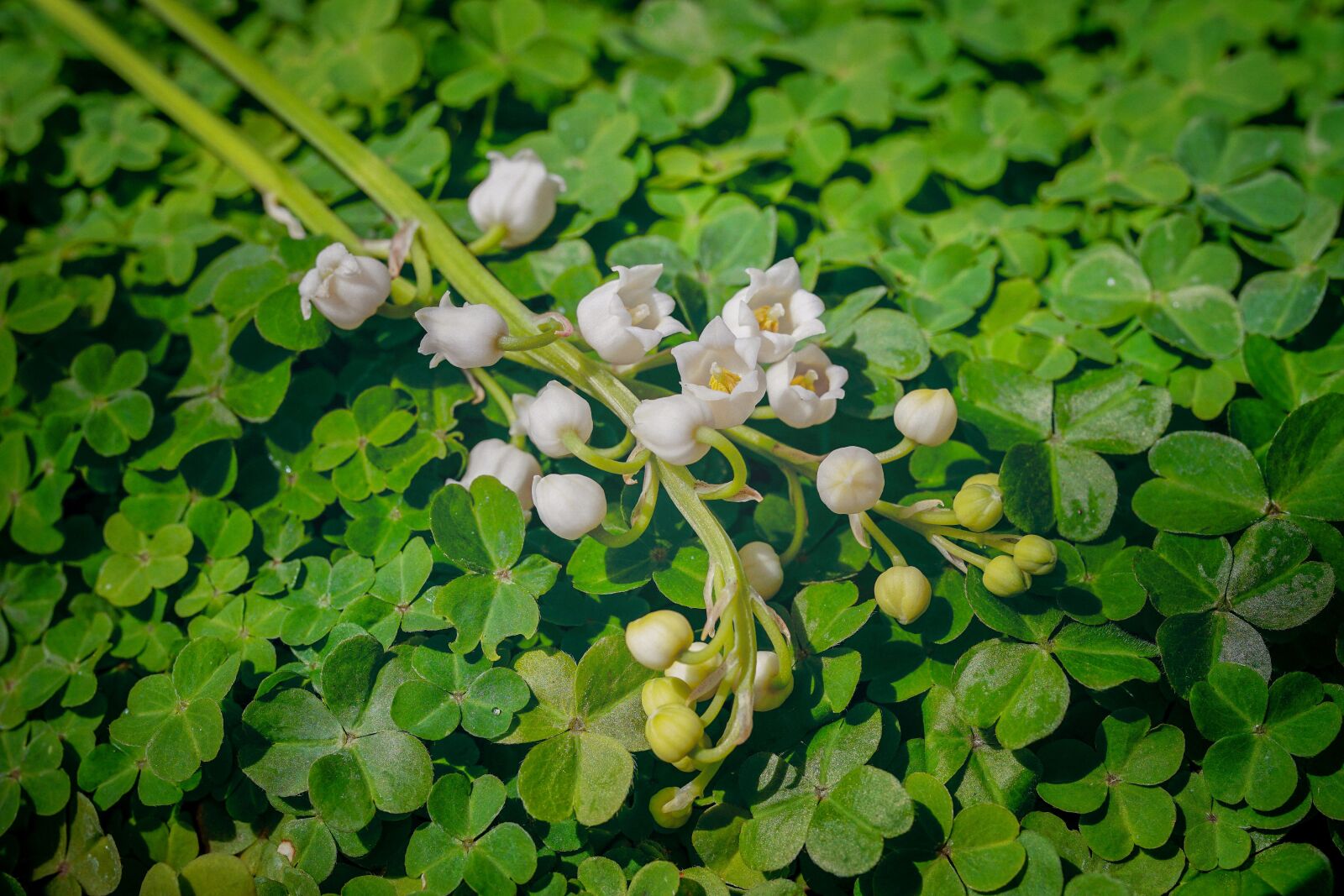 Sony ILCA-77M2 sample photo. Lily of the valley photography