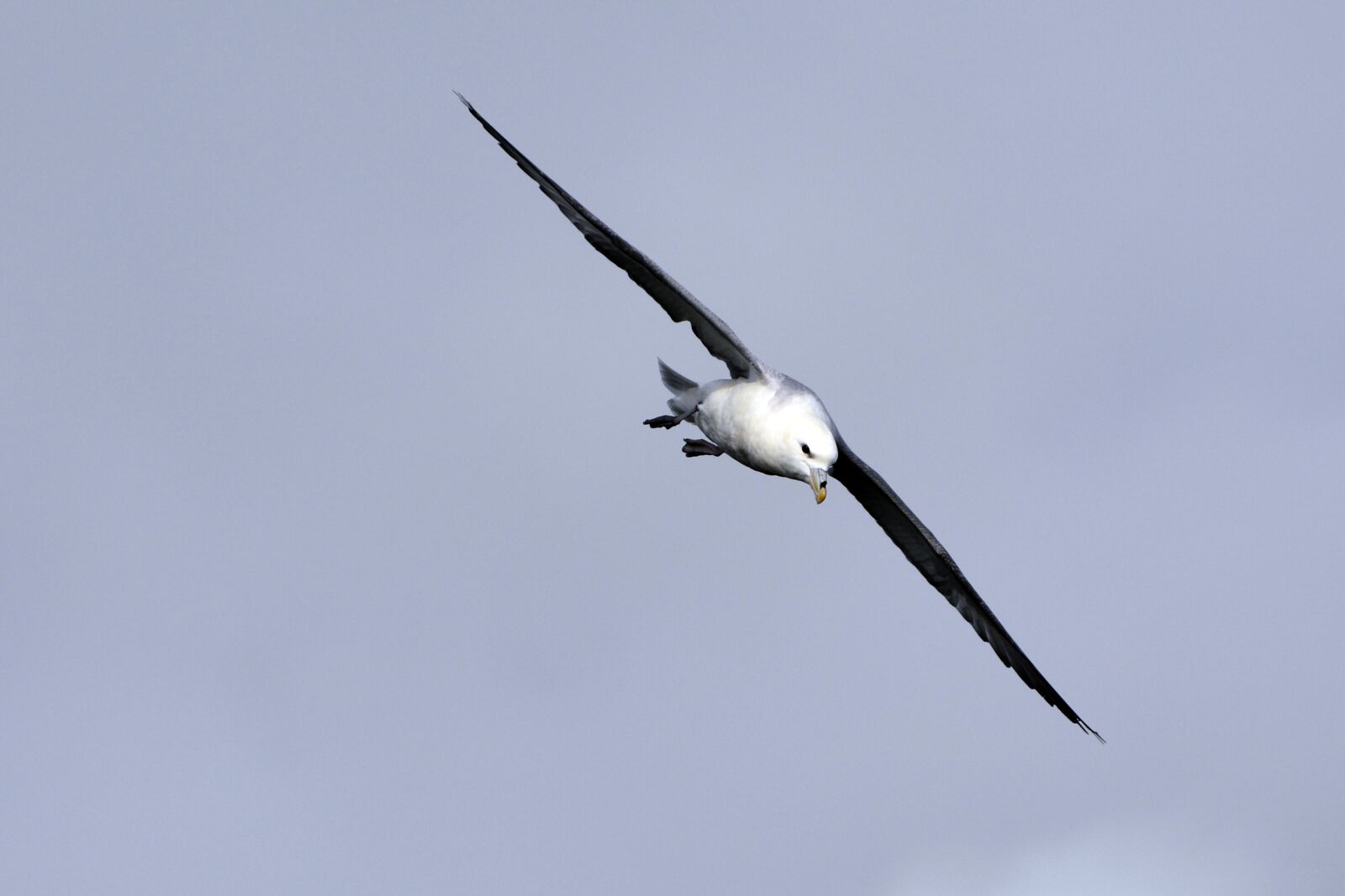 Nikon D7100 sample photo. Seagull, bird, flying photography