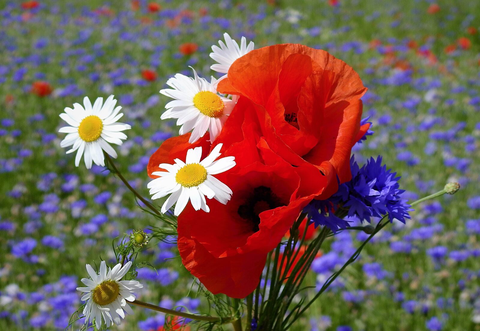 Nikon Coolpix P900 sample photo. Flowers, the beasts of photography