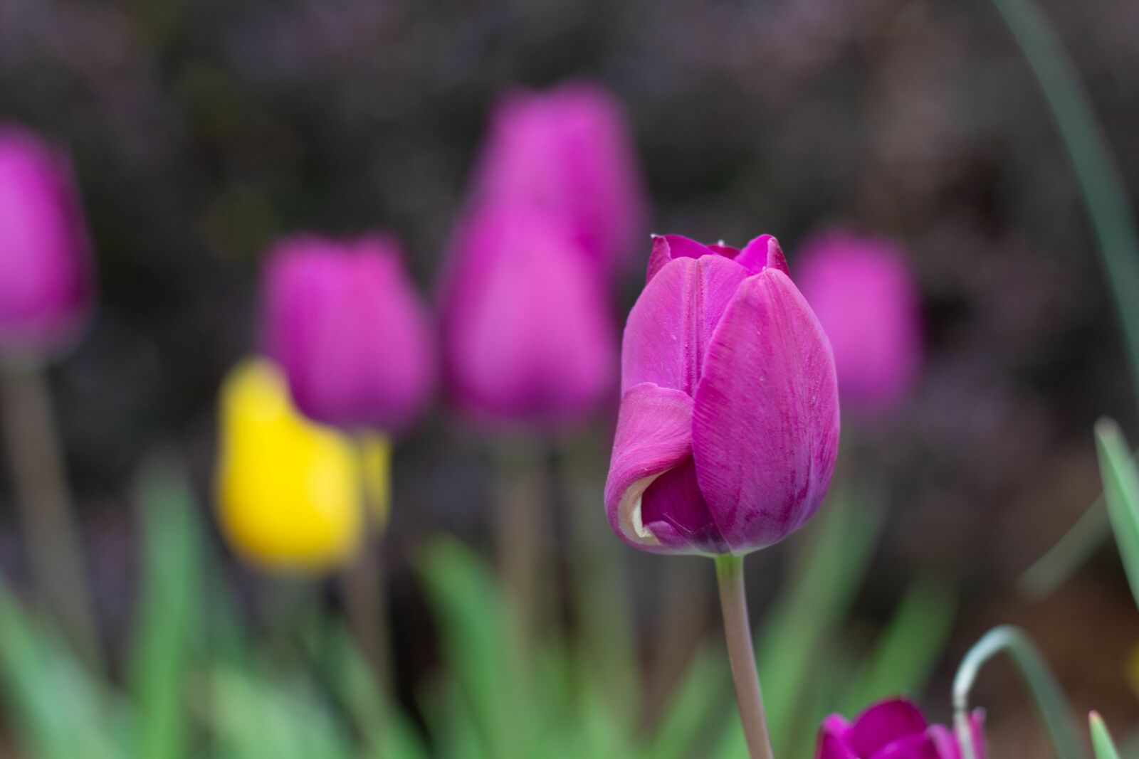 Canon EOS 60D + Canon EF 50mm F1.8 II sample photo. Nature, flower, flora photography
