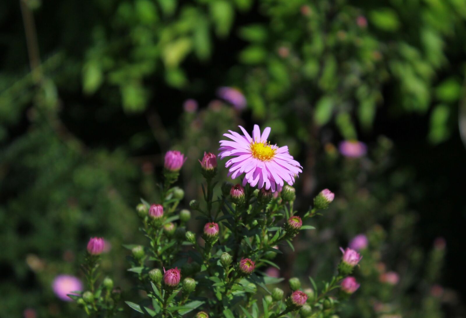 Canon EOS 1100D (EOS Rebel T3 / EOS Kiss X50) sample photo. Flower, garden, nature photography