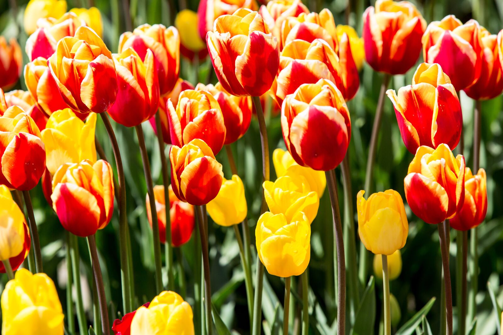 Canon EF 70-200mm F2.8L IS USM sample photo. Tulips, flowers, nature photography
