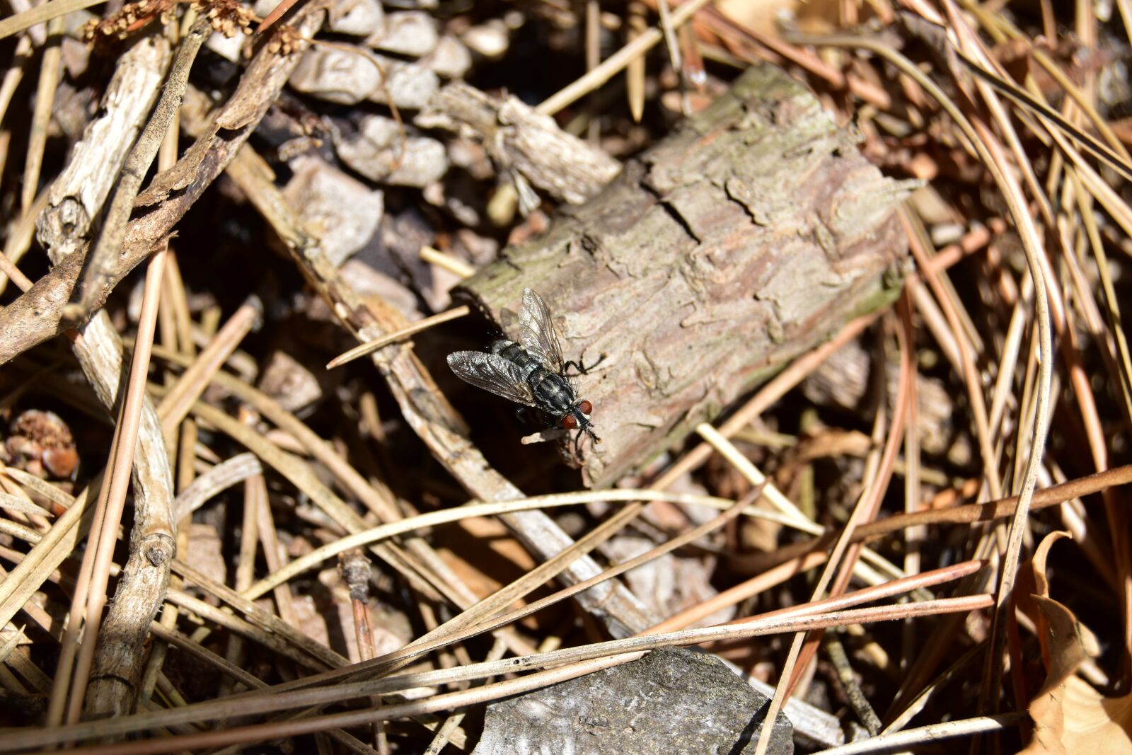 Nikon D5600 sample photo. Fly, macro, forest photography