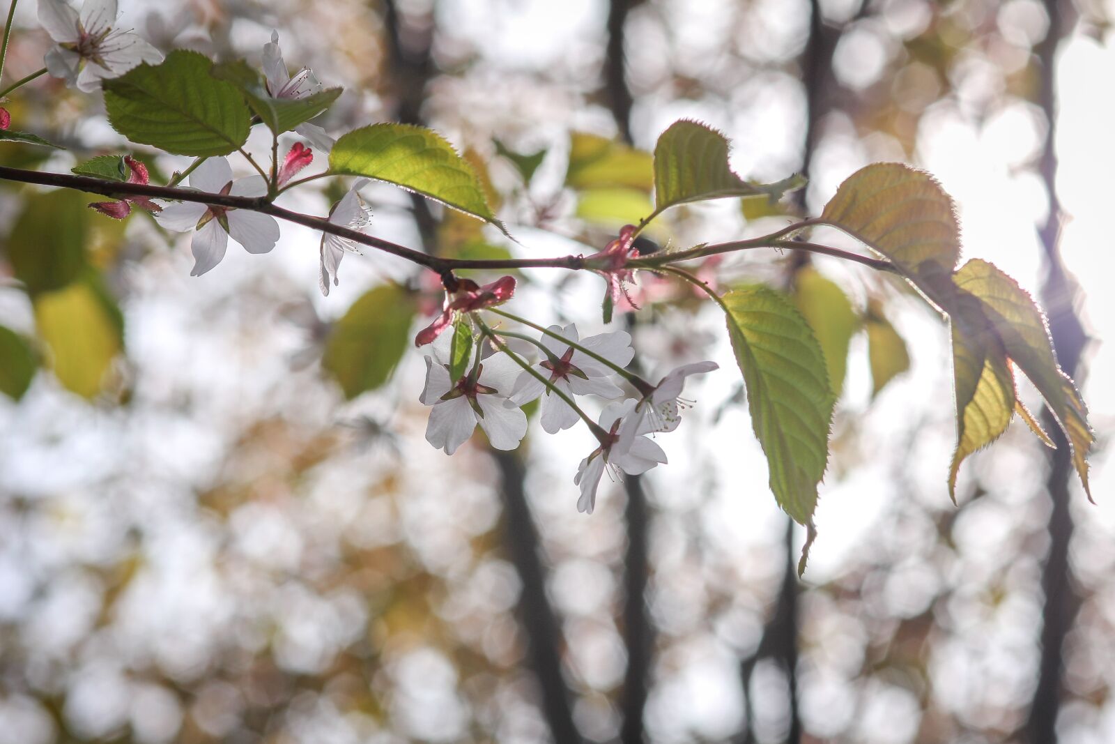 Canon EOS 550D (EOS Rebel T2i / EOS Kiss X4) sample photo. Tree, apple tree, apple photography