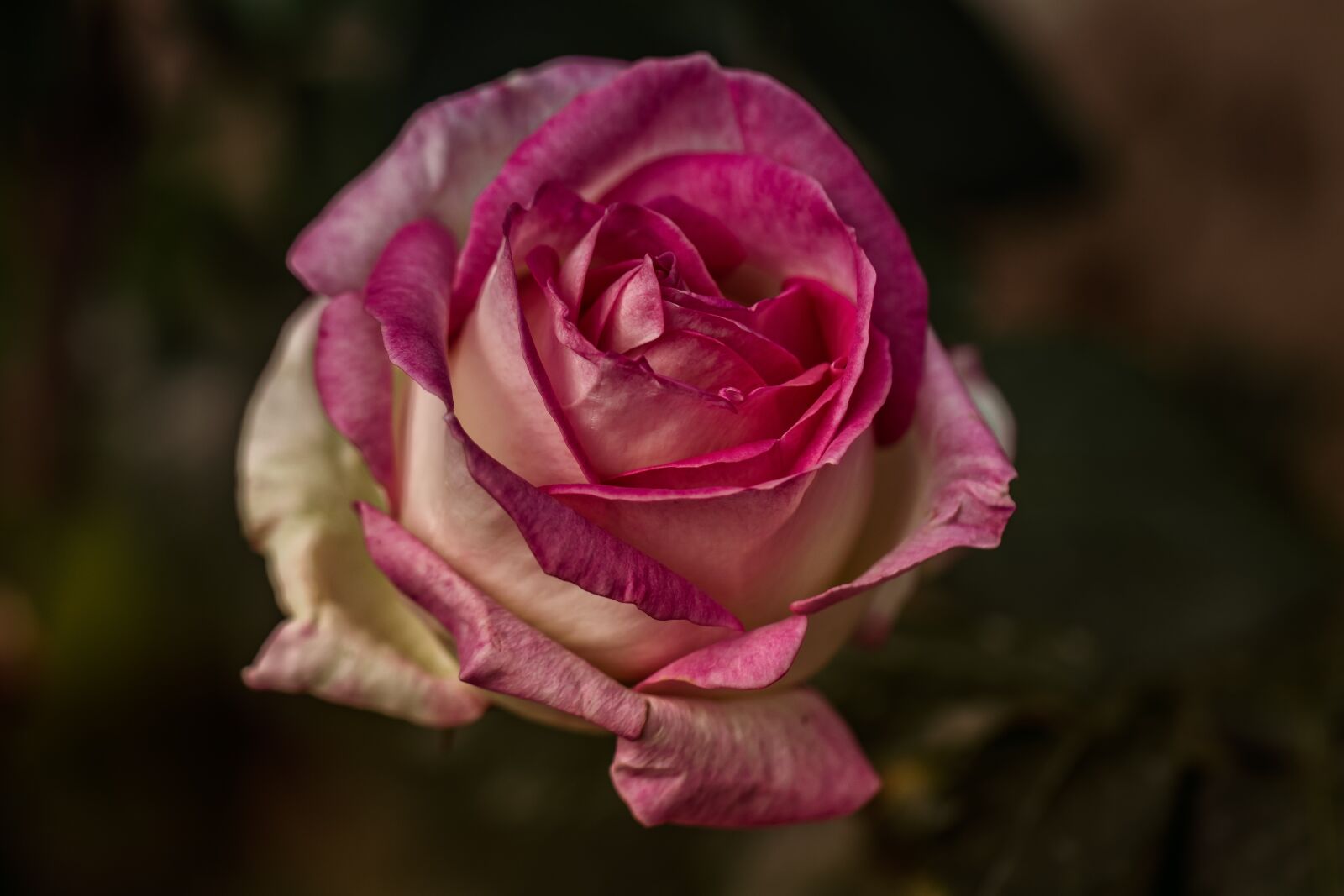 Canon EF 100mm F2.8L Macro IS USM sample photo. Garden, pink, nature photography