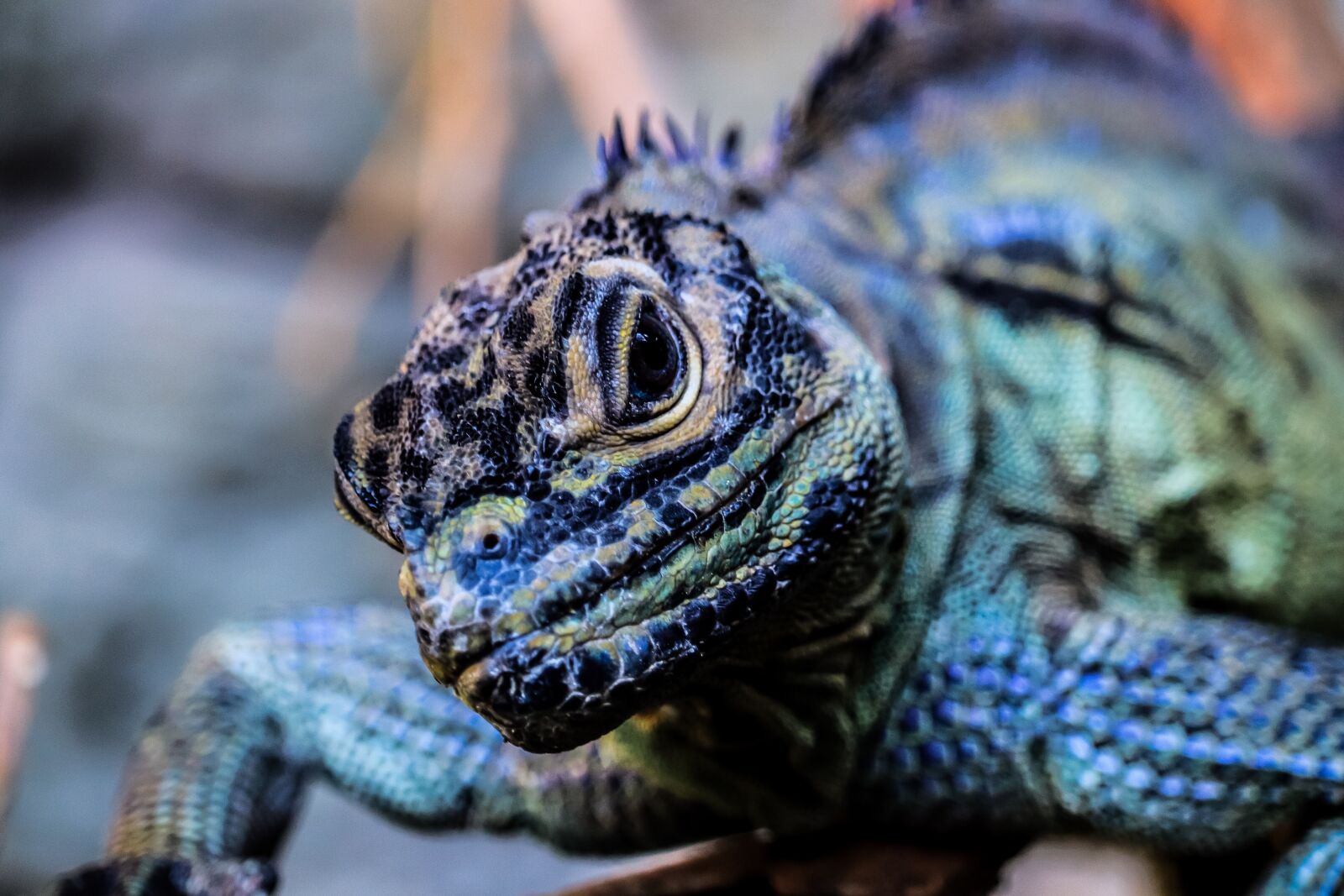 Canon EF-S 55-250mm F4-5.6 IS STM sample photo. Animals, reptile, lizard photography