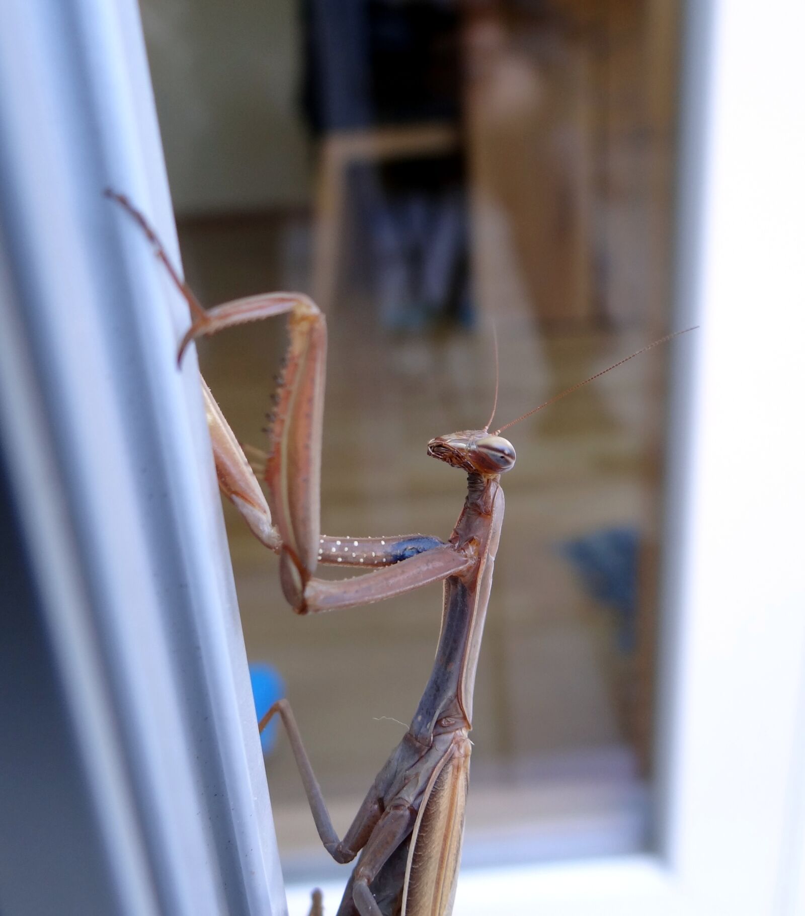 Sony Cyber-shot DSC-HX100V sample photo. Praying mantis, insect, scare photography