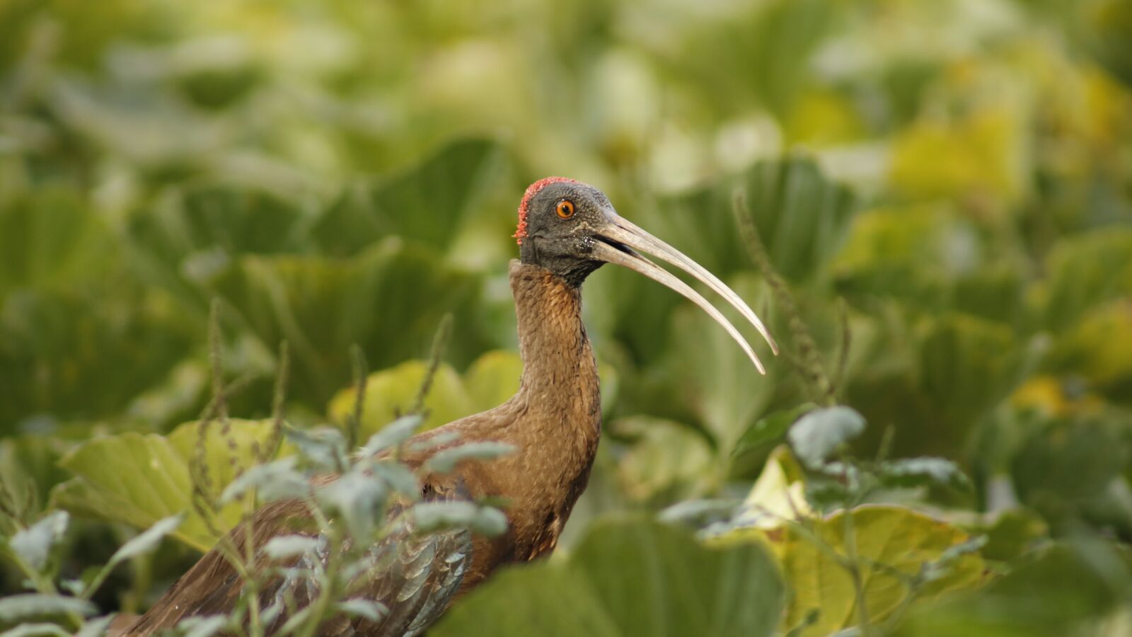 Canon EOS 750D (EOS Rebel T6i / EOS Kiss X8i) sample photo. Hadada, ibis, playful photography