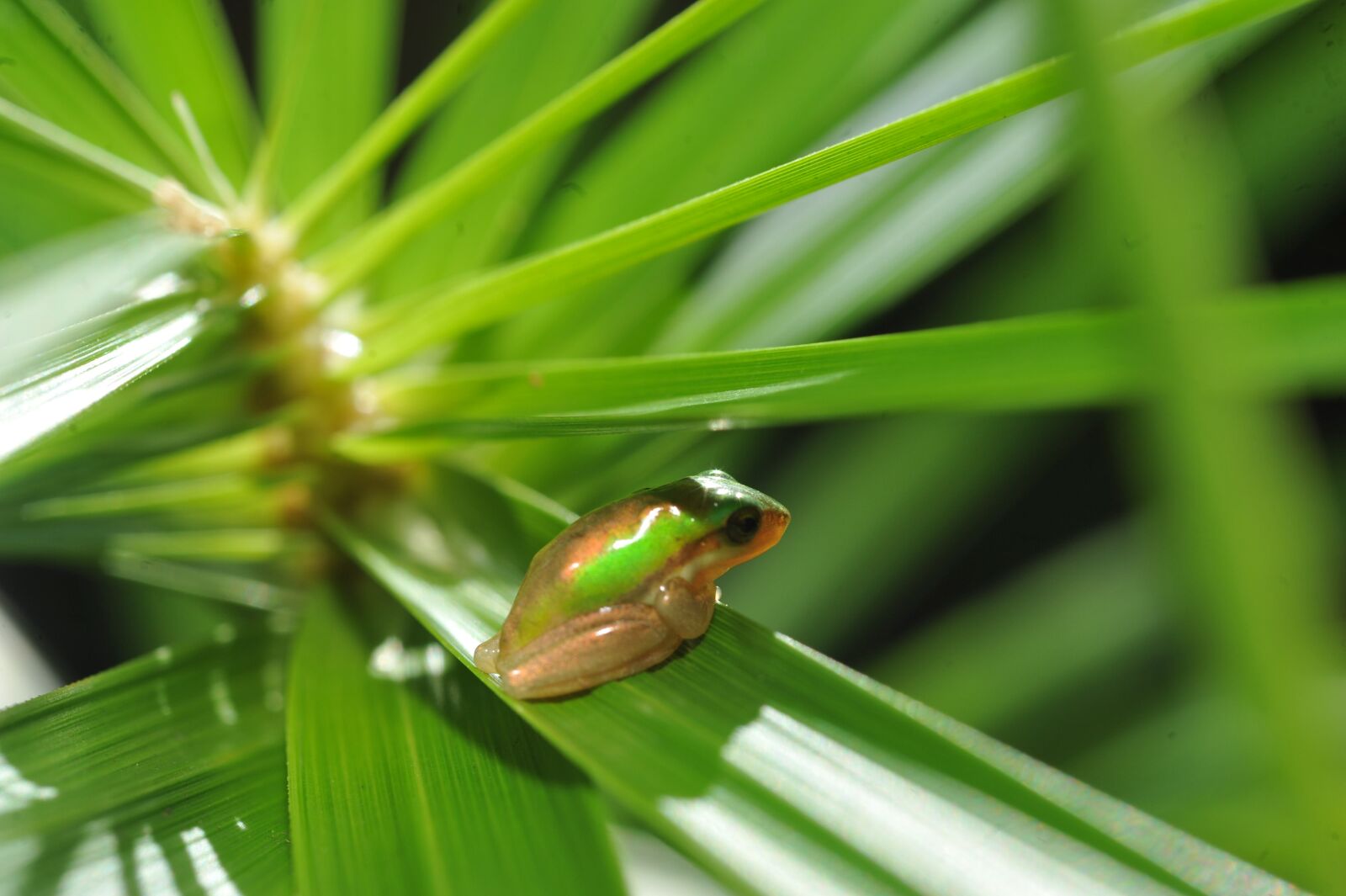 Nikon D700 sample photo. Green tree frog, small photography
