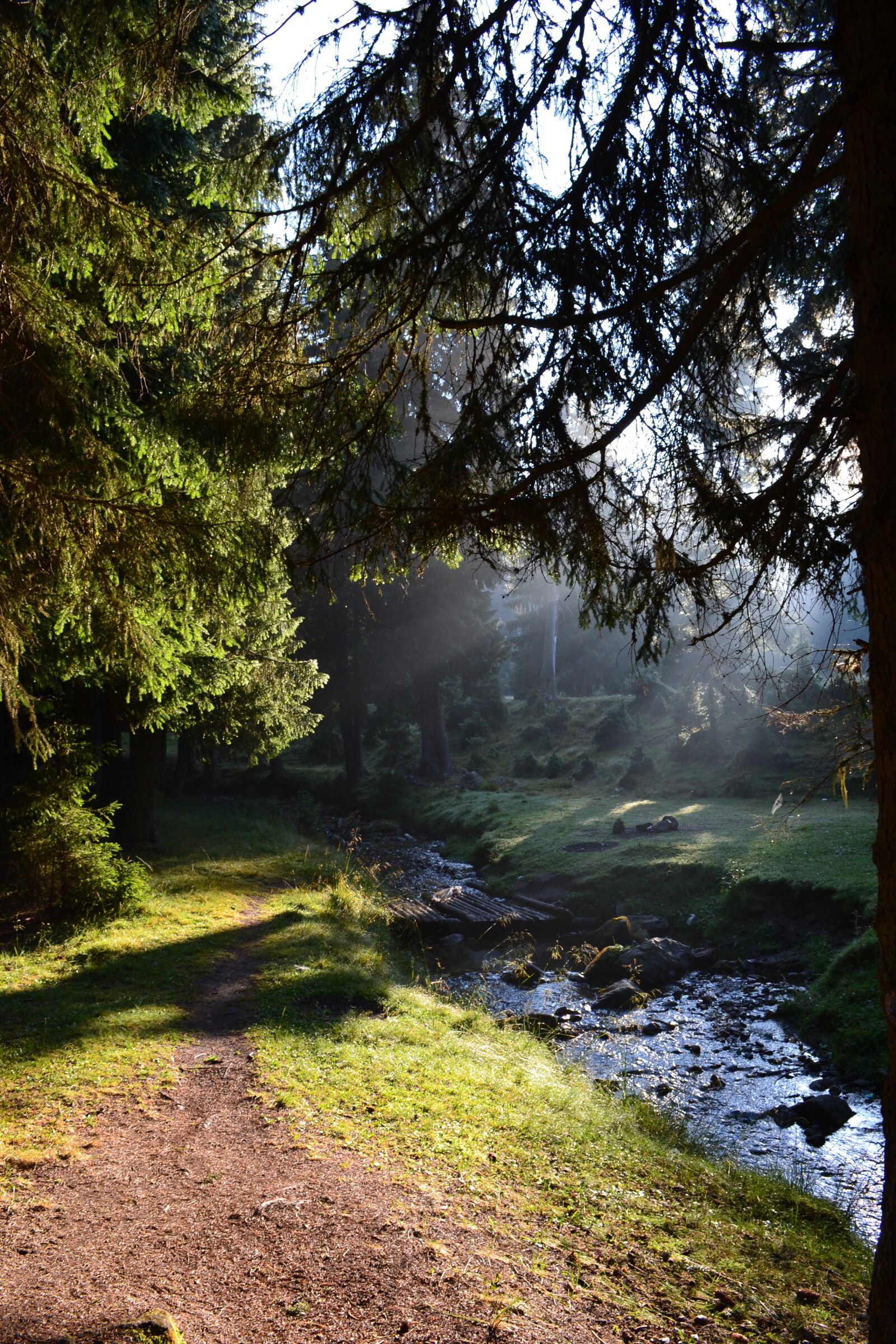 Nikon D3100 sample photo. Forest, sun, tree photography