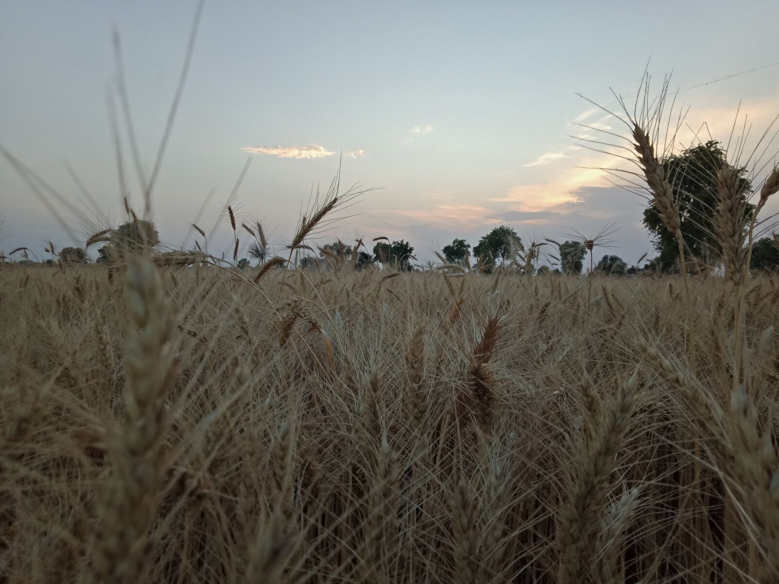 OPPO A83 sample photo. Wheat, images, beautiful photography
