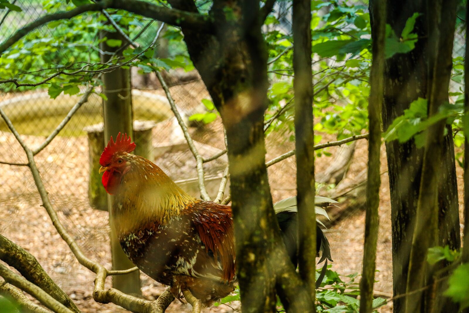 Canon RF 24-240mm F4-6.3 IS USM sample photo. Rooster, chicken, bird photography