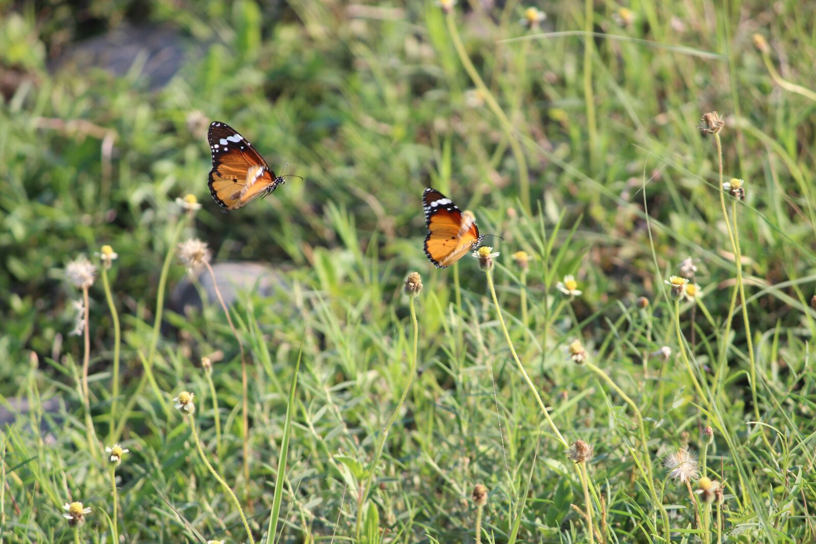 Canon EF-S 55-250mm F4-5.6 IS II sample photo. Butterfly, grass, orange photography