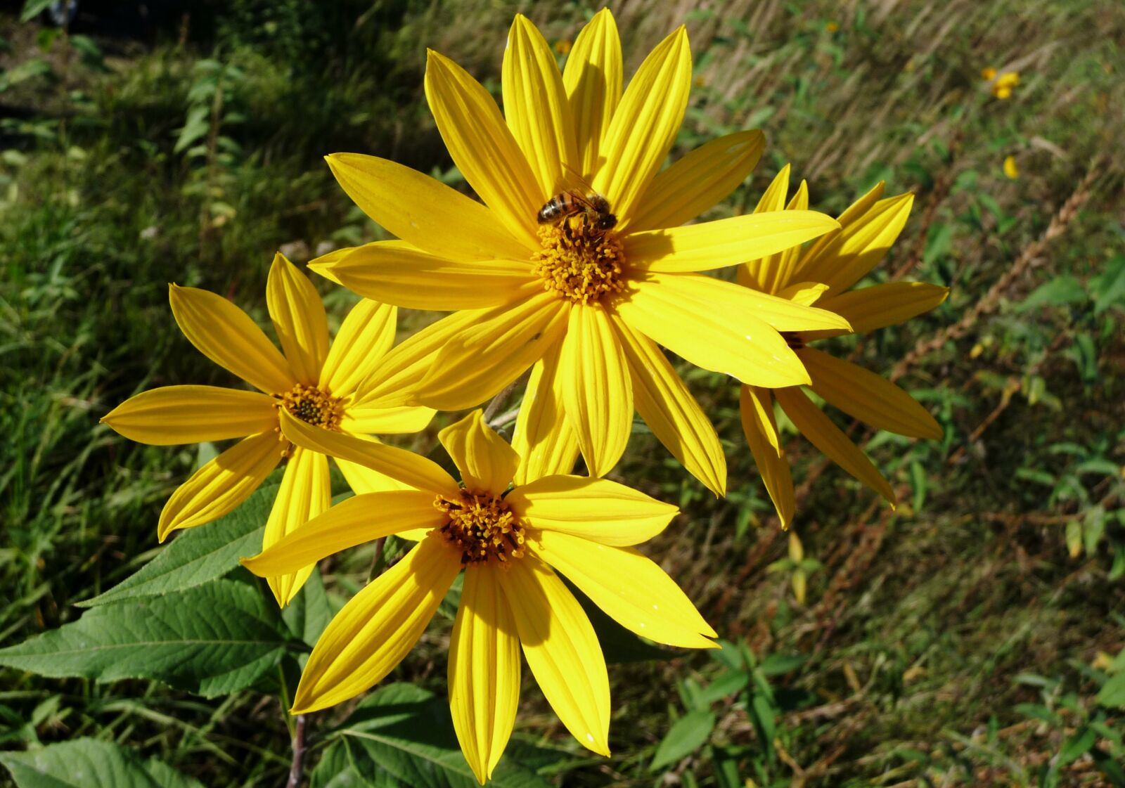 Panasonic Lumix DMC-TZ4 sample photo. Yellow flowers, flowers, bee photography