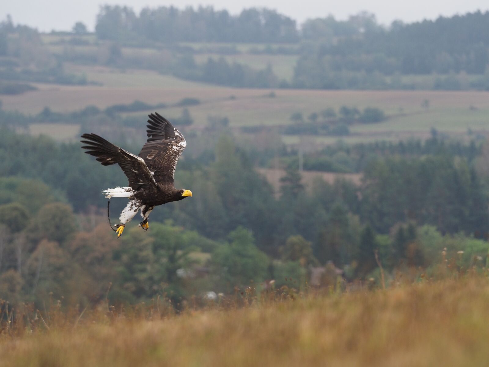 Olympus OM-D E-M1 Mark II + Olympus M.Zuiko Digital ED 40-150mm F2.8 Pro sample photo. Bird, animal, eagle photography