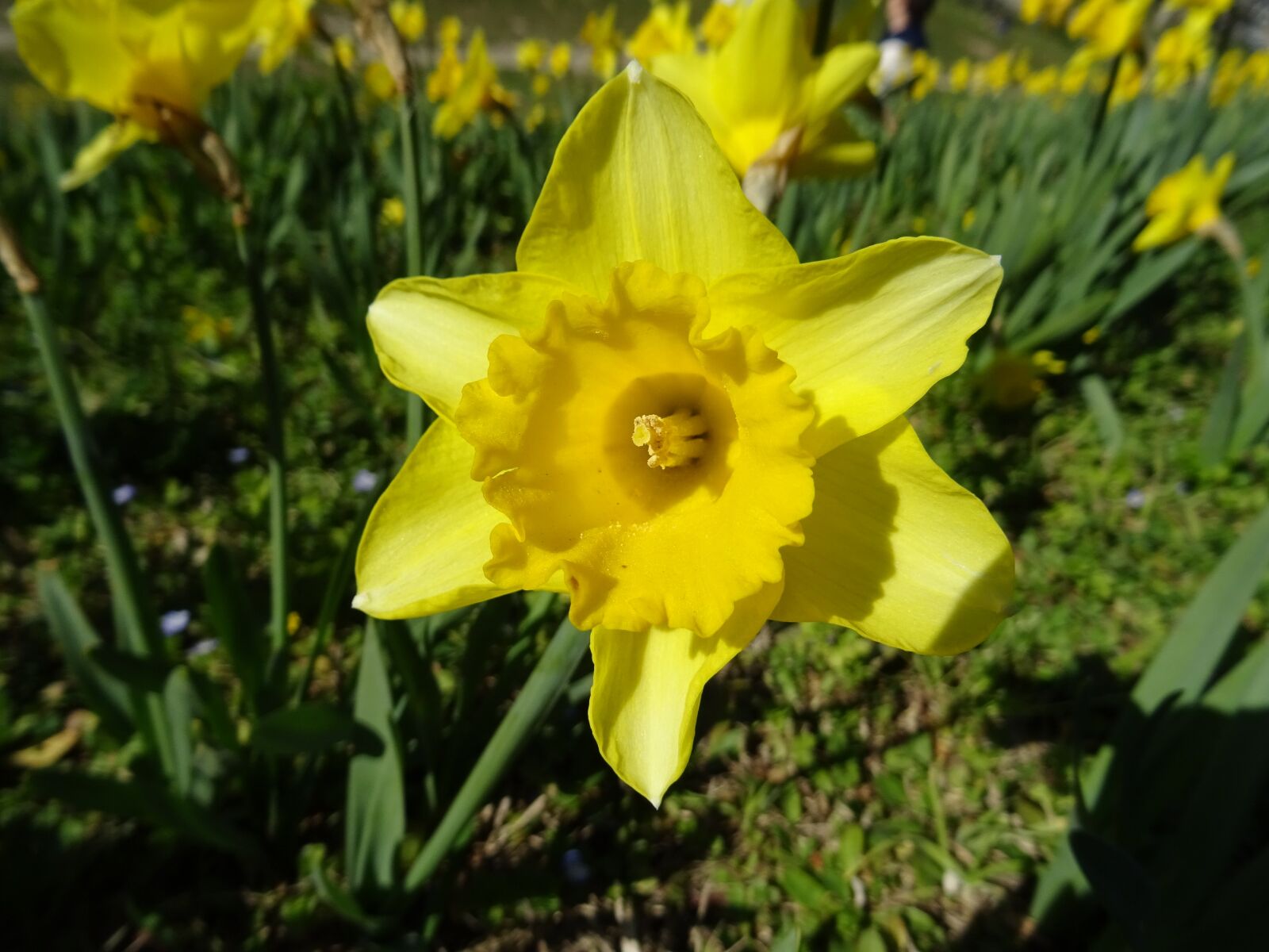 Sony DSC-HX60 sample photo. Daffodil, nature, flower photography