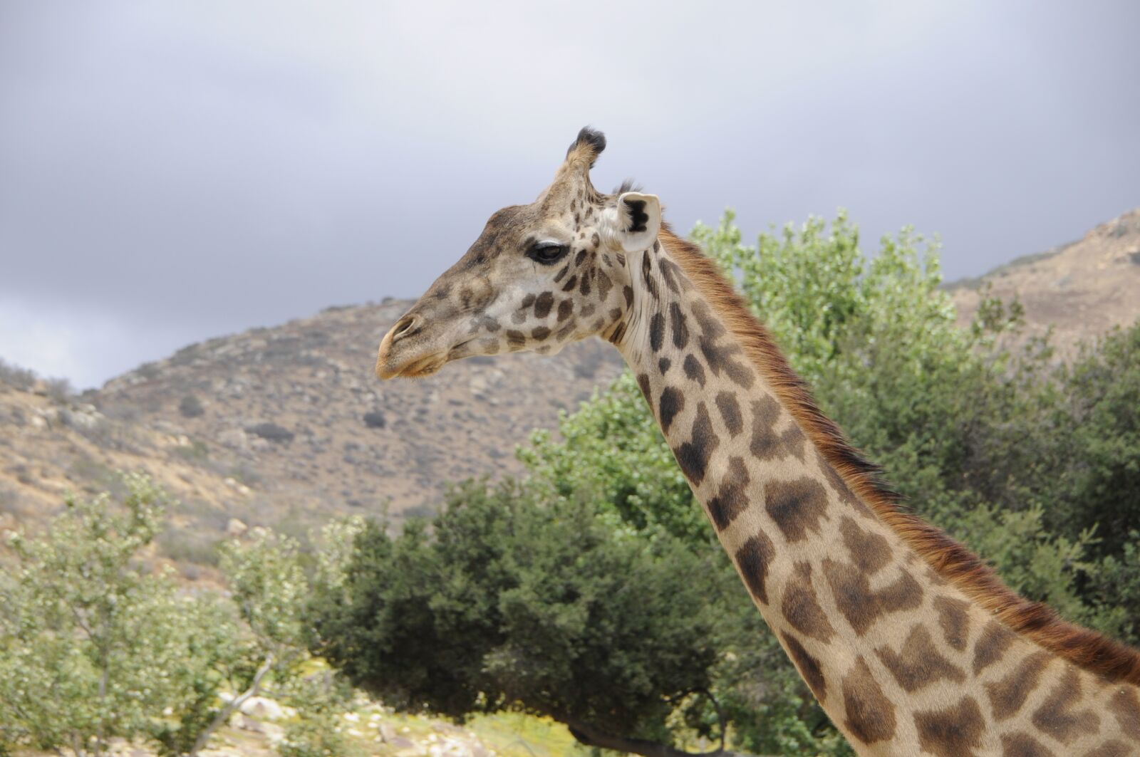 Nikon D90 sample photo. Giraffe, san, diego photography