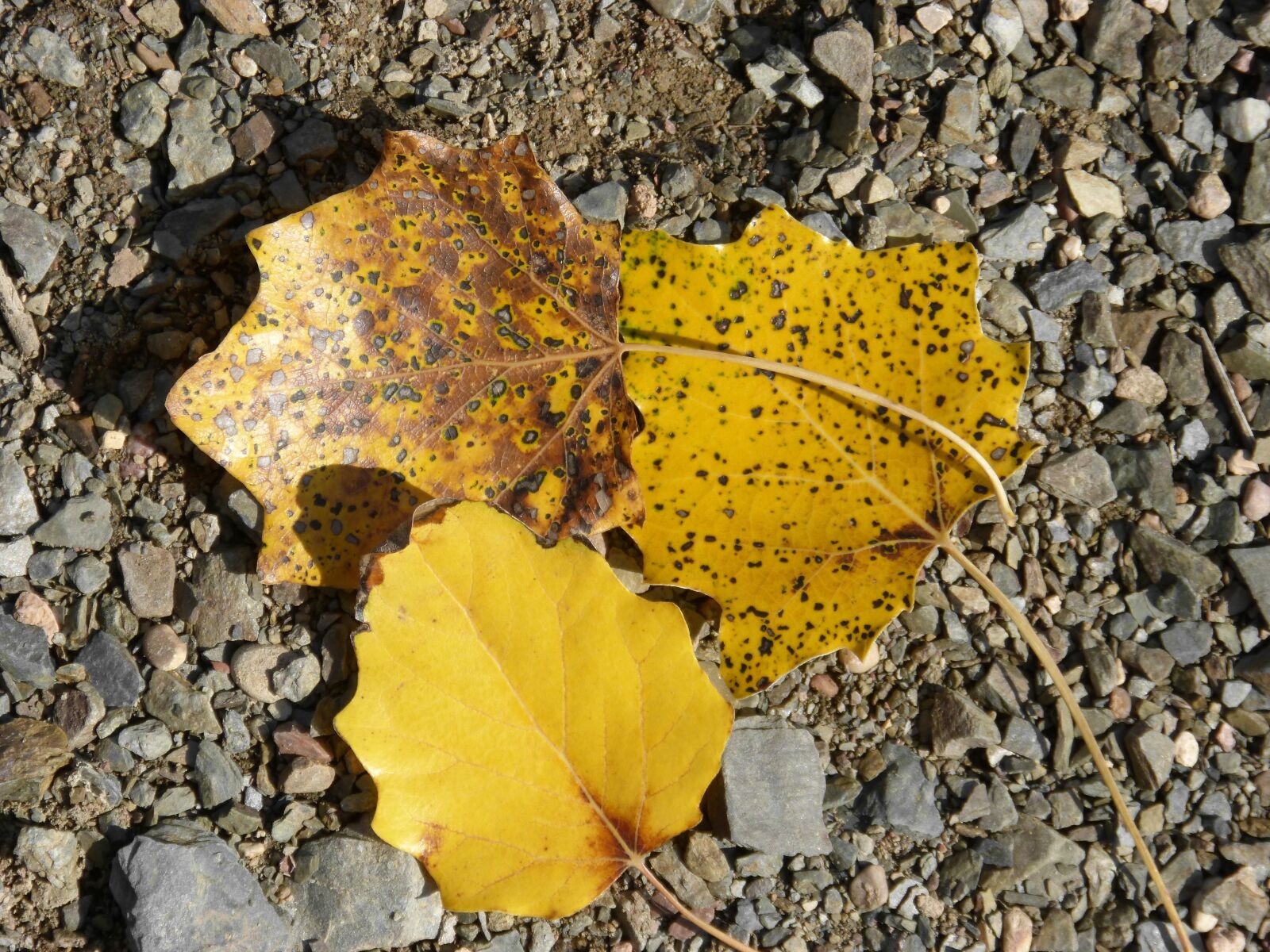 Panasonic DMC-FZ62 sample photo. Leaves, autumn, yellow leaves photography