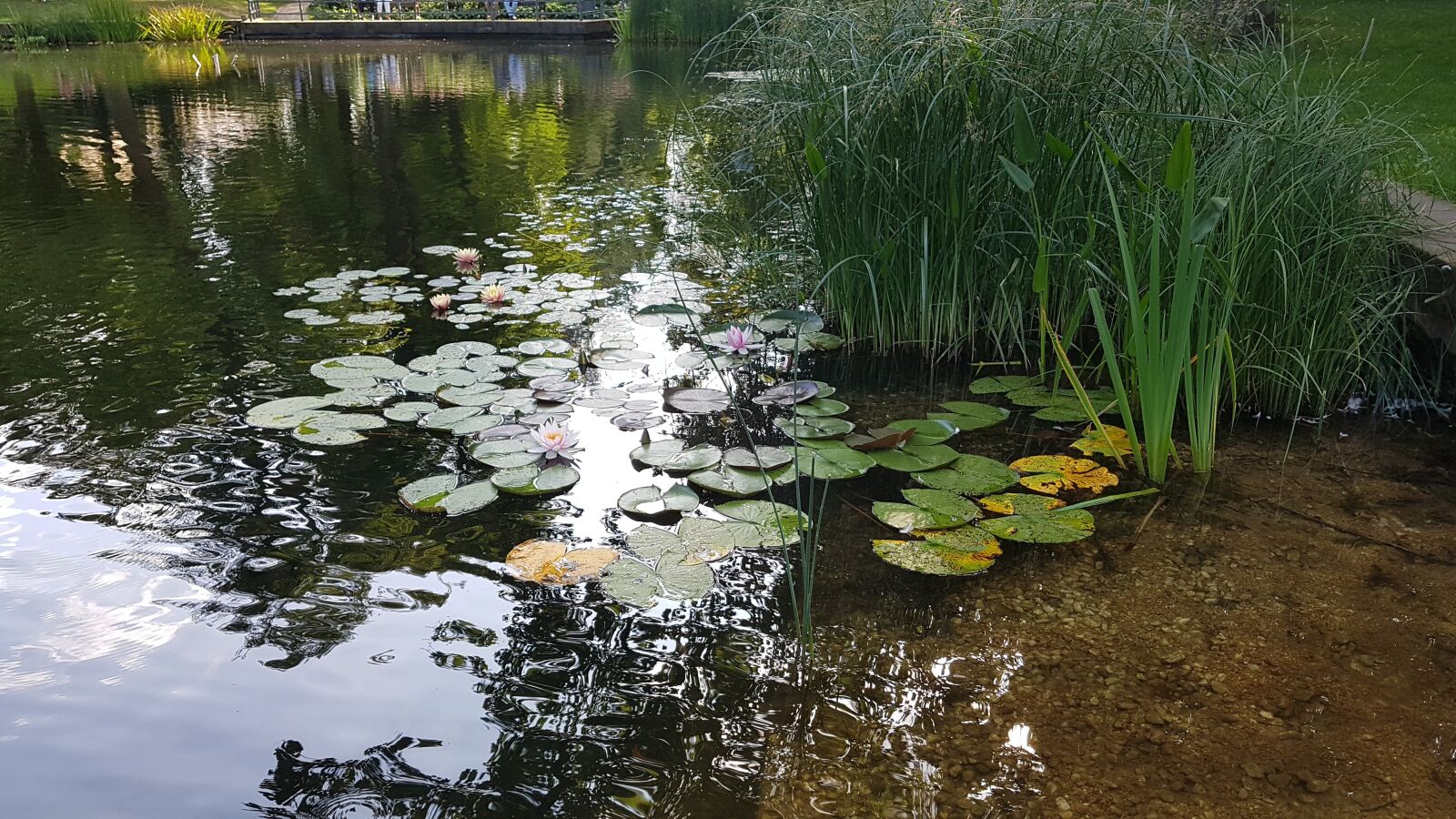 Samsung Galaxy S7 sample photo. Pond, water lilies, water photography