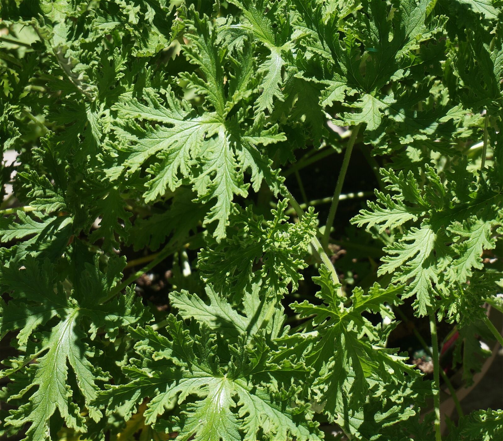 Sony Alpha NEX-5T sample photo. Citronella leaves, citronella, leaves photography