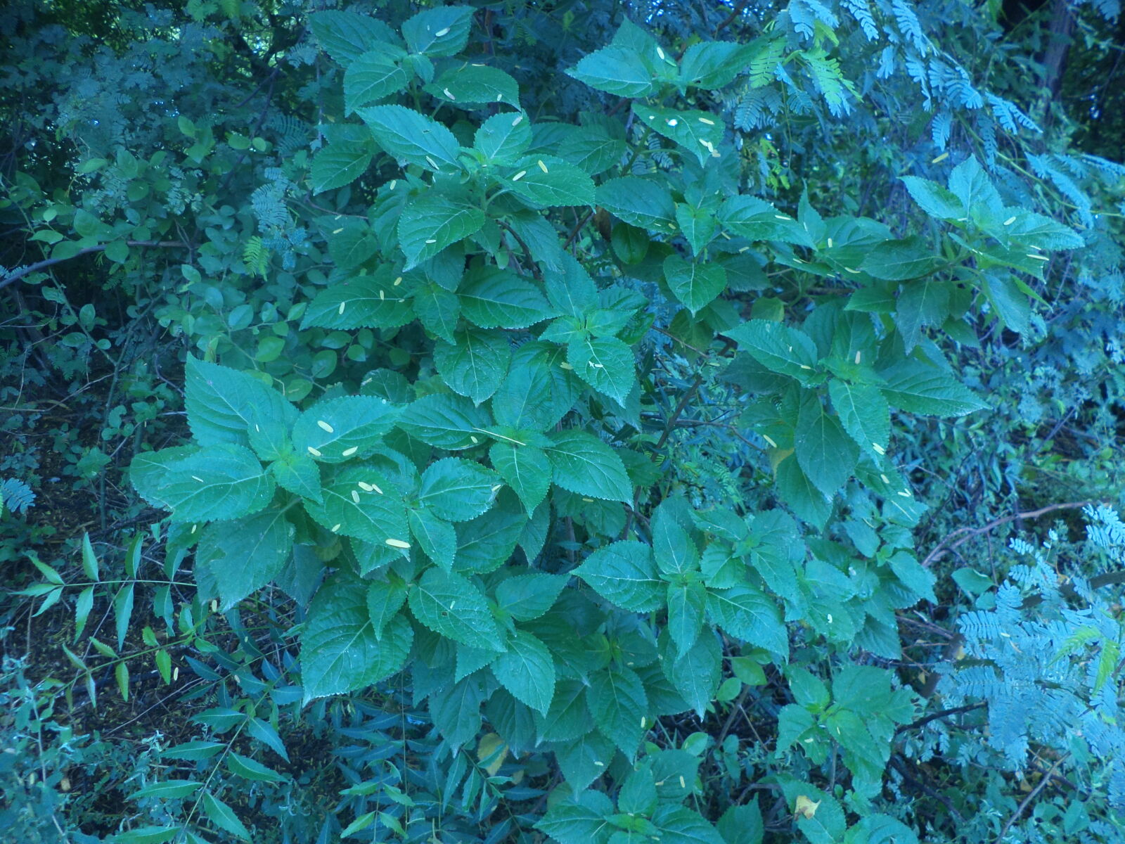 Sony DSC-S5000 sample photo