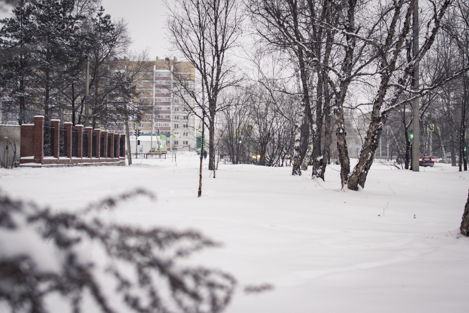 Nikon D5300 sample photo. Snow, winter, plants photography