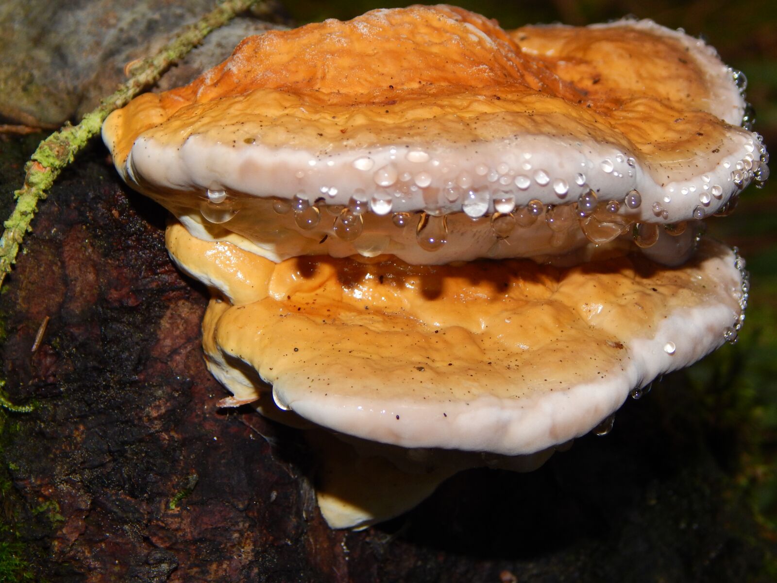 Nikon Coolpix L830 sample photo. Tree fungus, mushroom, forest photography