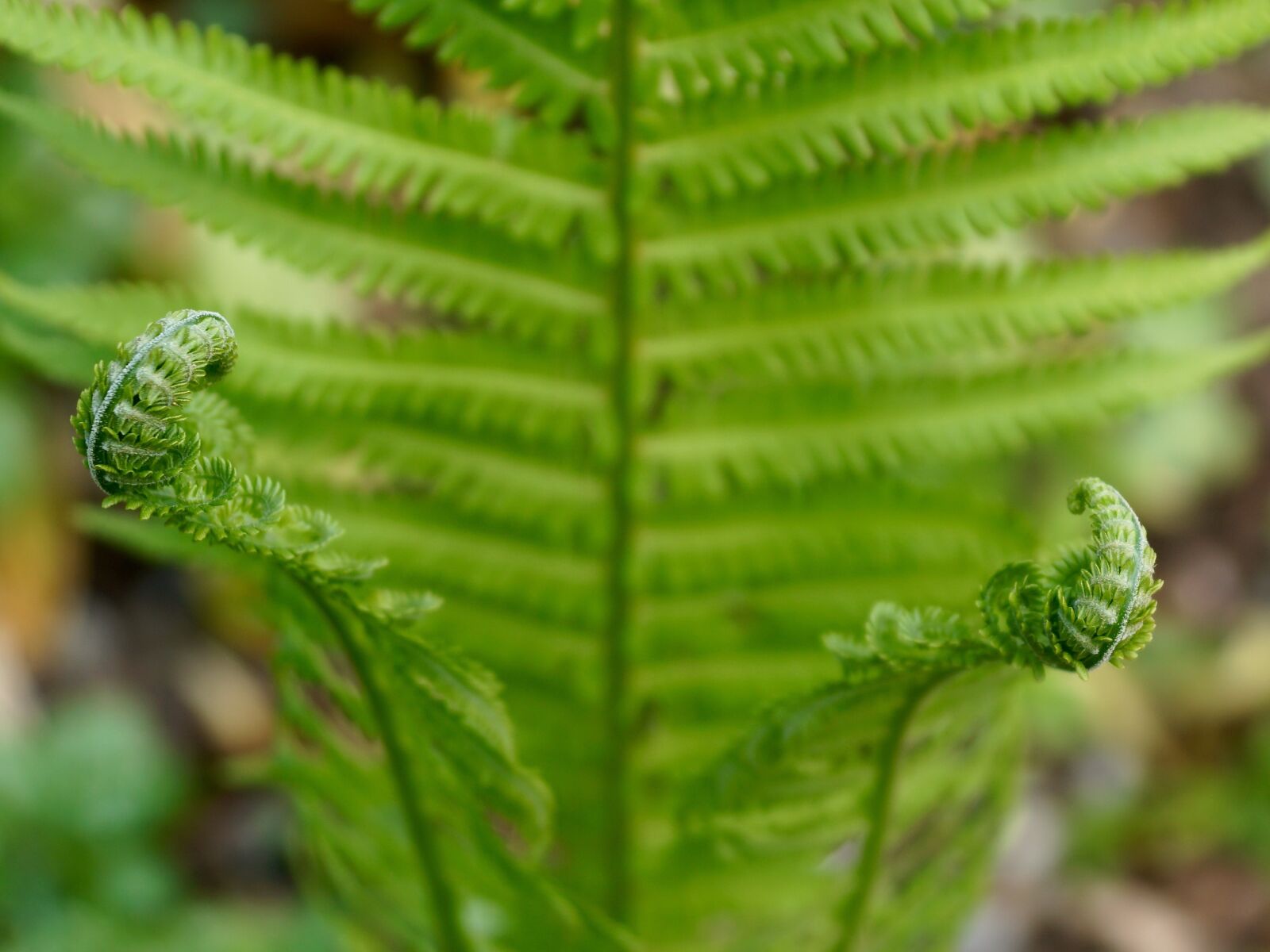 Sony Vario-Sonnar T* DT 16-80mm F3.5-4.5 ZA sample photo. Fern, green, plant photography