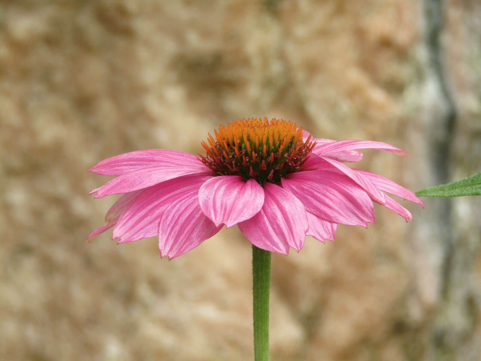 Canon POWERSHOT SX432 IS sample photo. Echinacea, coneflower, translucent sonnenhut photography