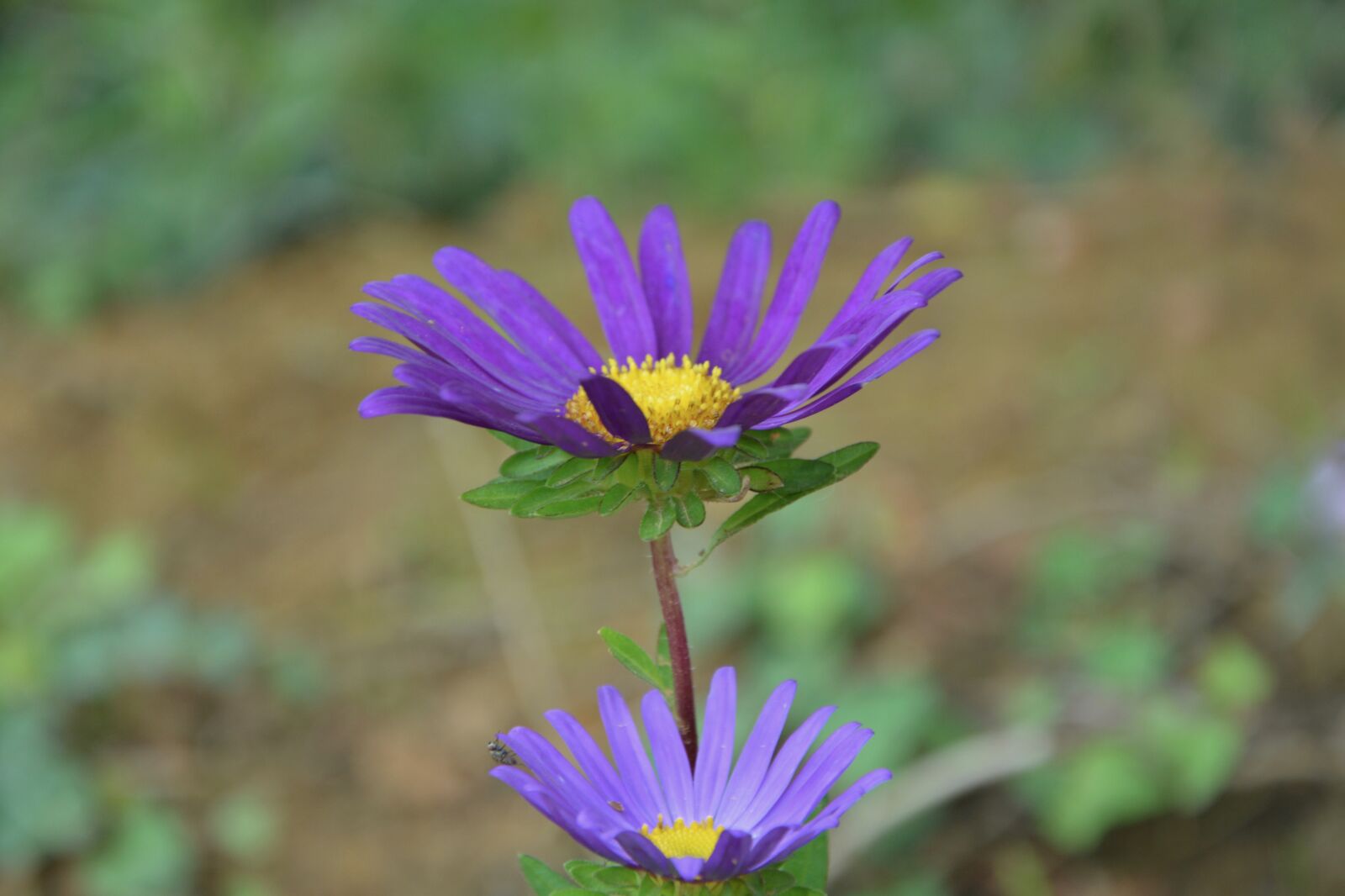 Nikon D5200 sample photo. Flower, flowers, violet photography
