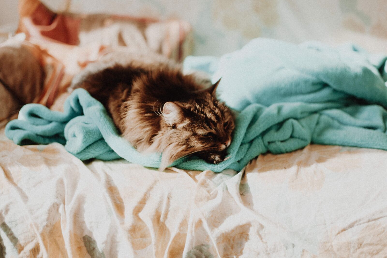 Canon EF 50mm F1.8 II sample photo. Cat, animal, pet photography