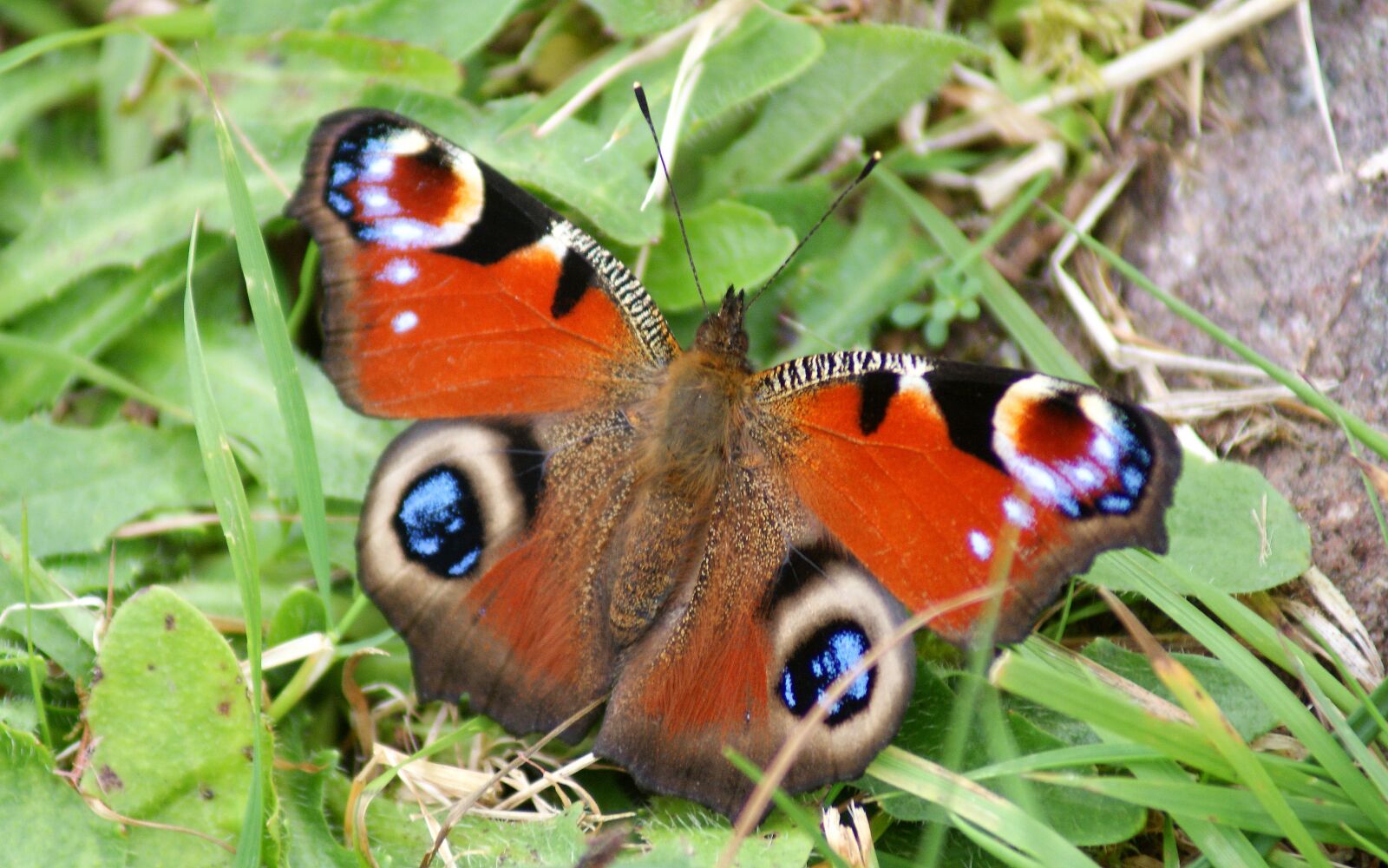 Sony Alpha DSLR-A300 sample photo. Peacock butterfly, nature, butterfly photography
