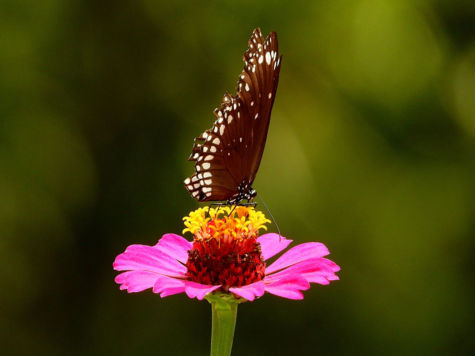 Nikon Coolpix P1000 sample photo. The butterfly, butterfly, flowers photography