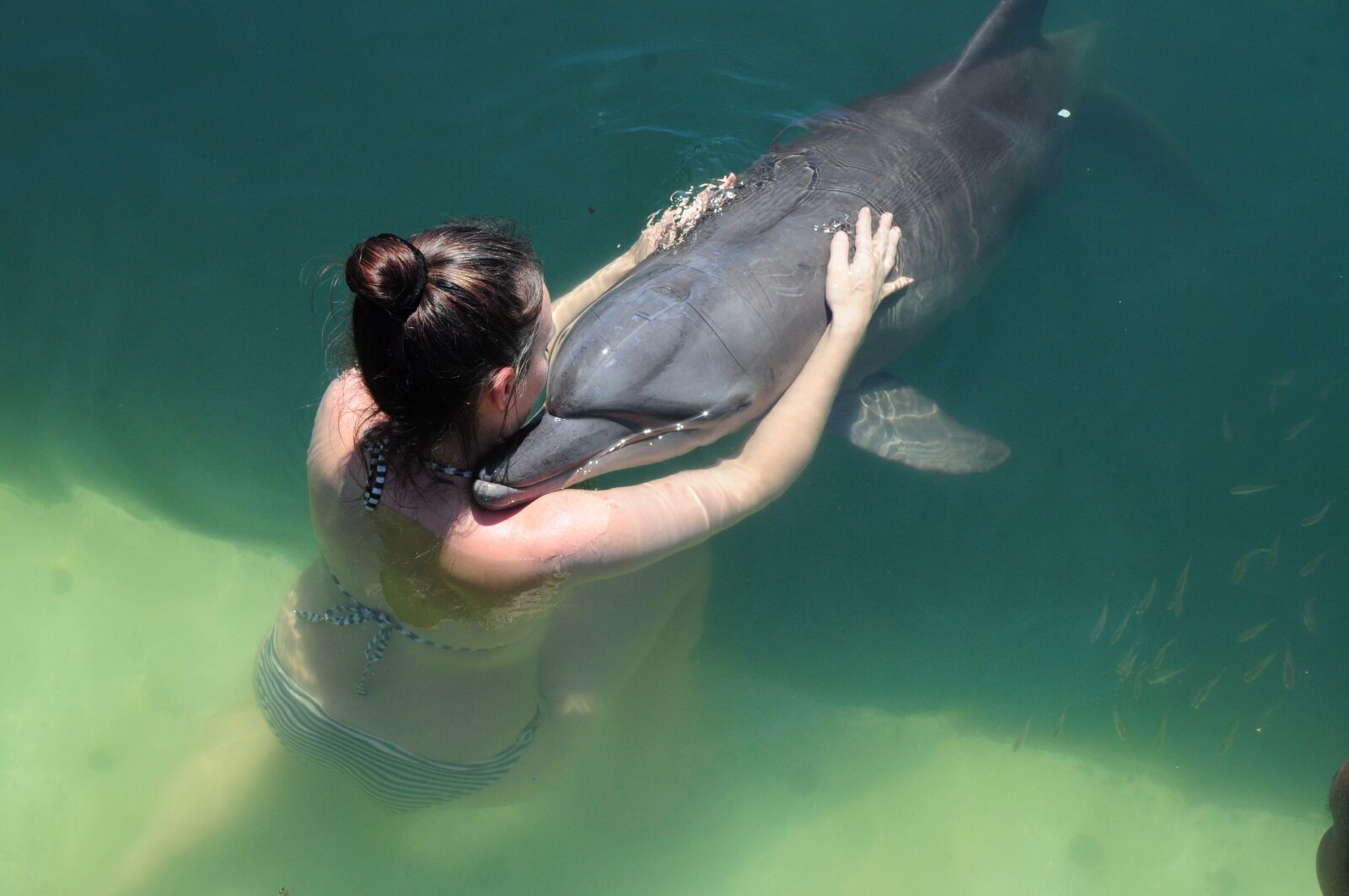 Nikon D5000 sample photo. Dolphin, love, water photography