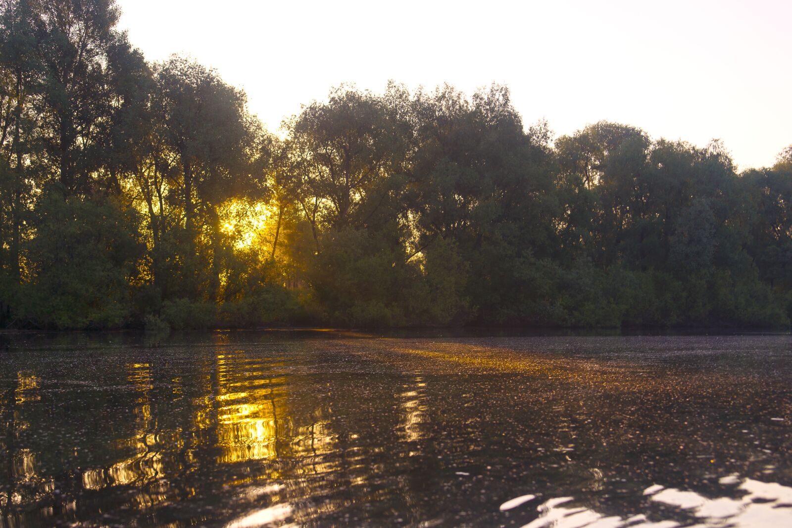 Sony Alpha DSLR-A850 sample photo. Sun, nature, tree photography