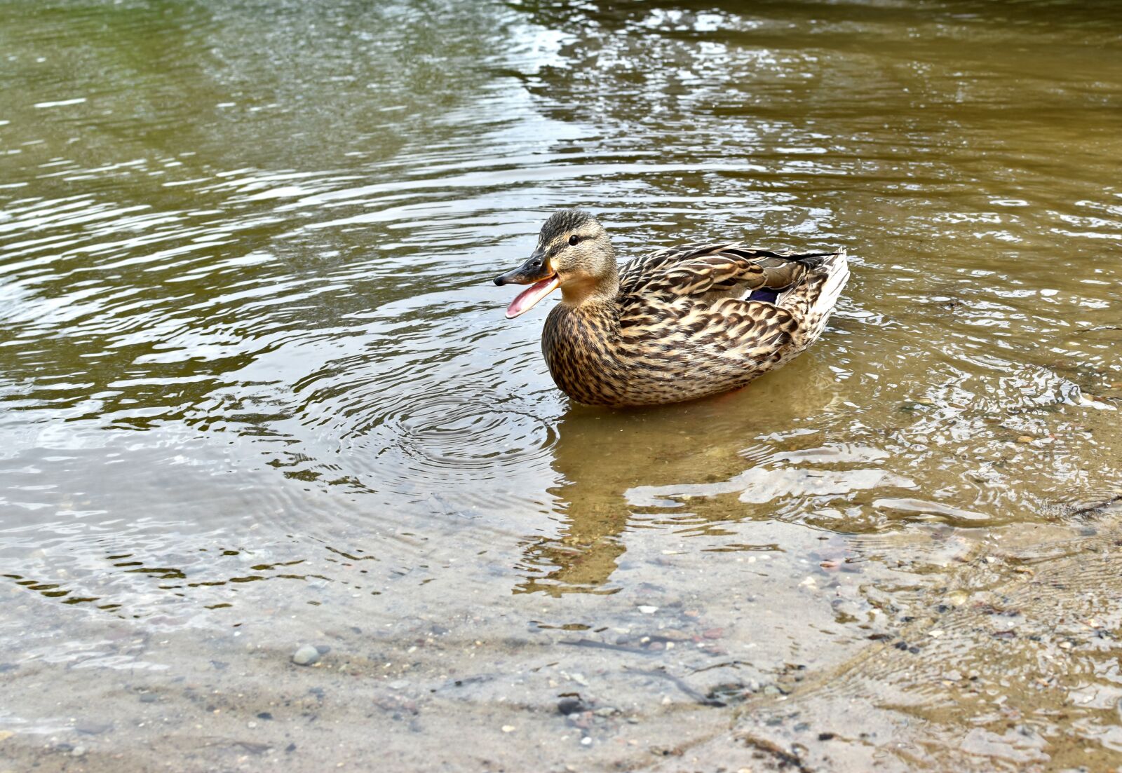 Nikon D5600 sample photo. Animal, nature, lake photography