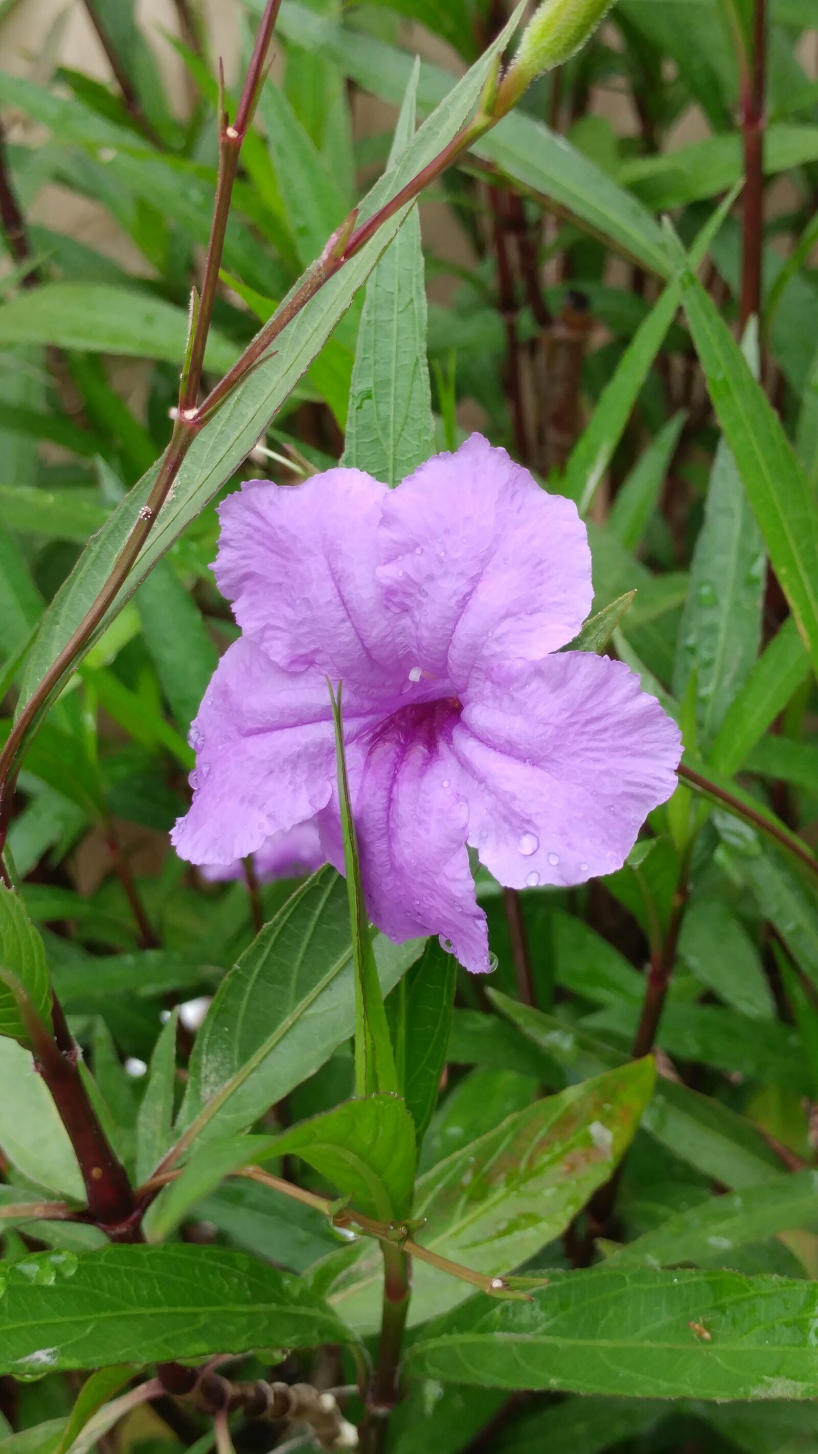 LG G5 sample photo. Flower, green, nature photography